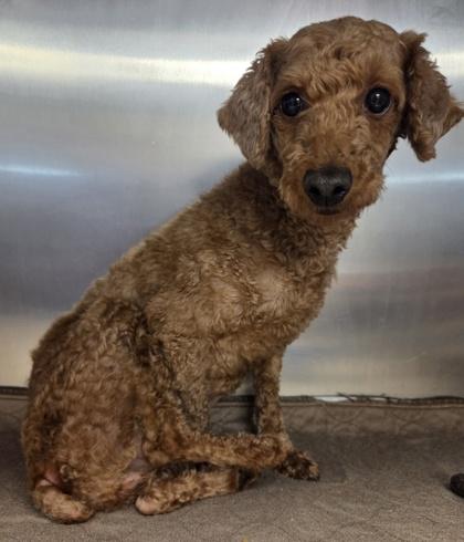 Enlarge Tundra, a Adoptable Poodle in Malvern, PA image 2/2