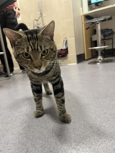 Ricardo, Adoptable, Young Male Domestic Short Hair.