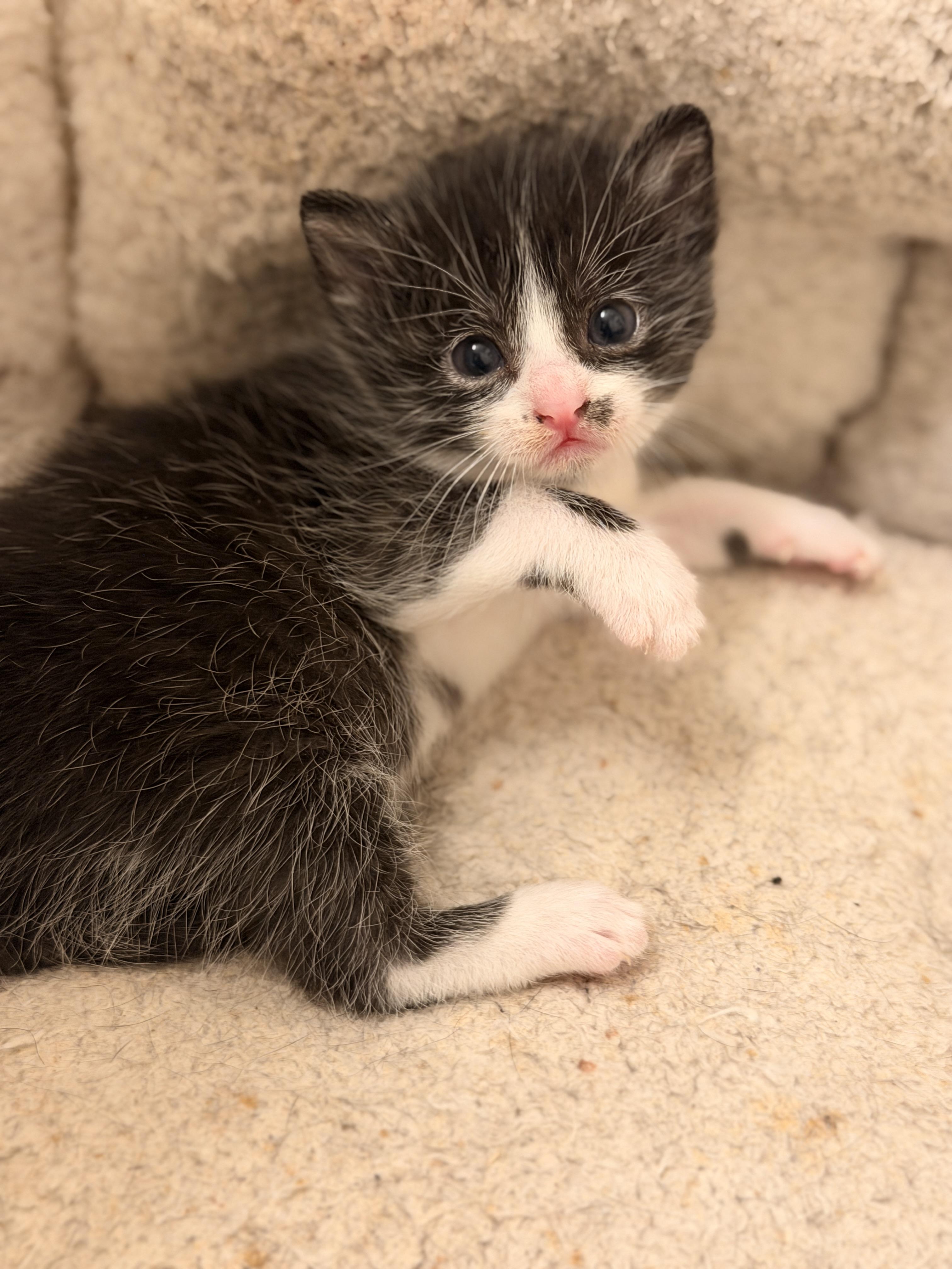 Enlarge Rain, a Adoptable Domestic Short Hair in Mansfield, TX image 4/4