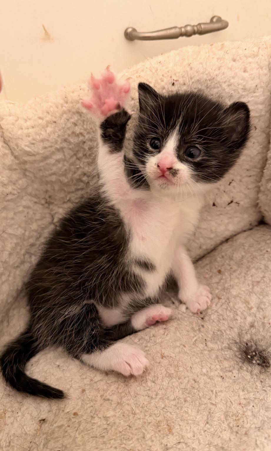 Enlarge Rain, a Adoptable Domestic Short Hair in Mansfield, TX image 2/4