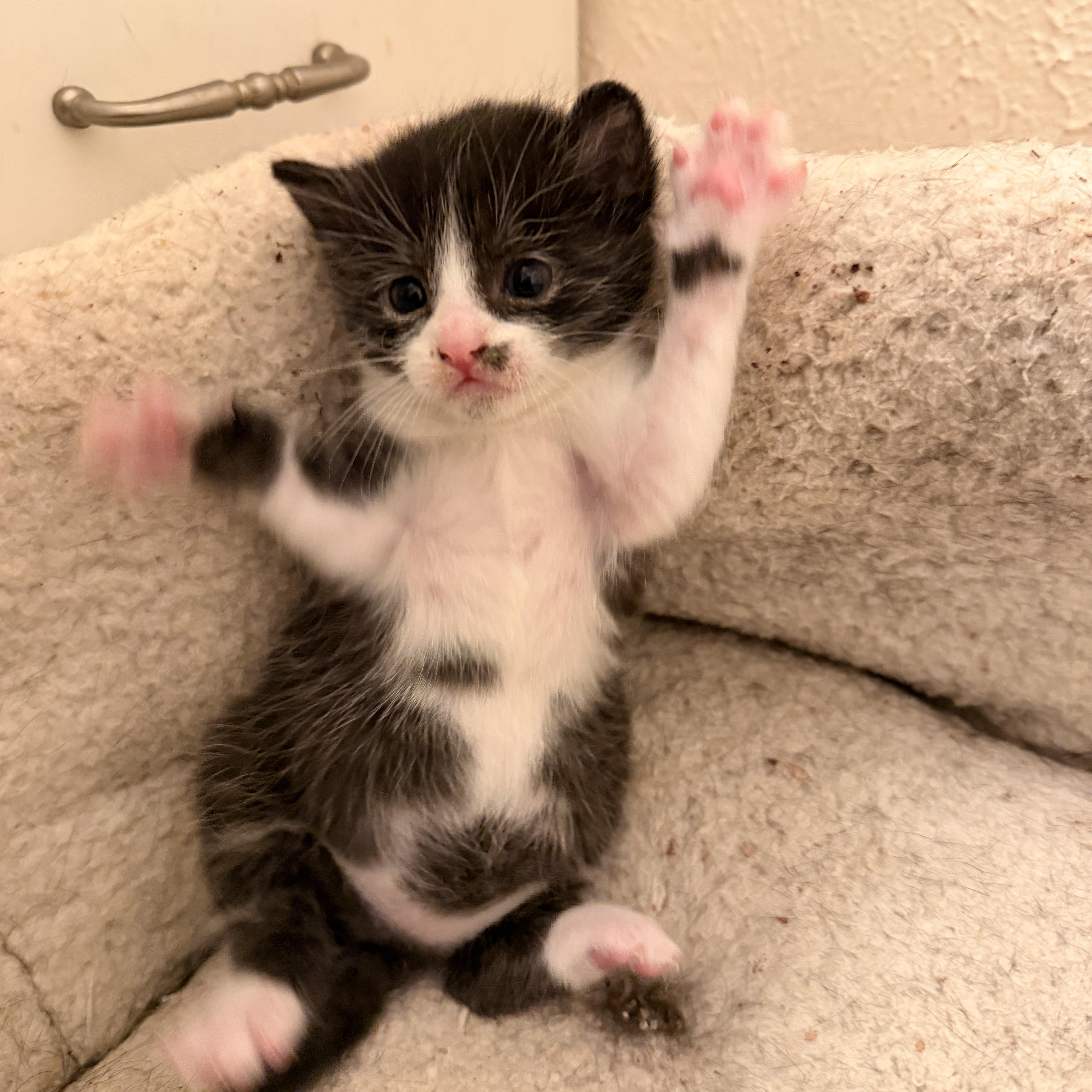 Enlarge Rain, a Adoptable Domestic Short Hair in Mansfield, TX image 3/4