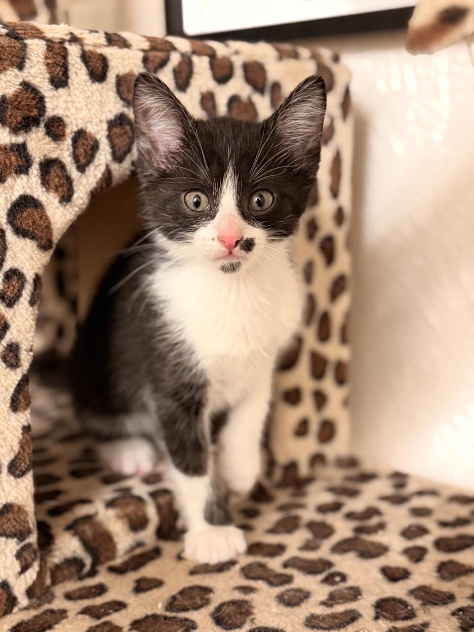 Enlarge Rain, a Adoptable Domestic Short Hair in Mansfield, TX image 1/4