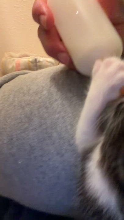 Enlarge Rain, a Adoptable Domestic Short Hair in Mansfield, TX video 1/4