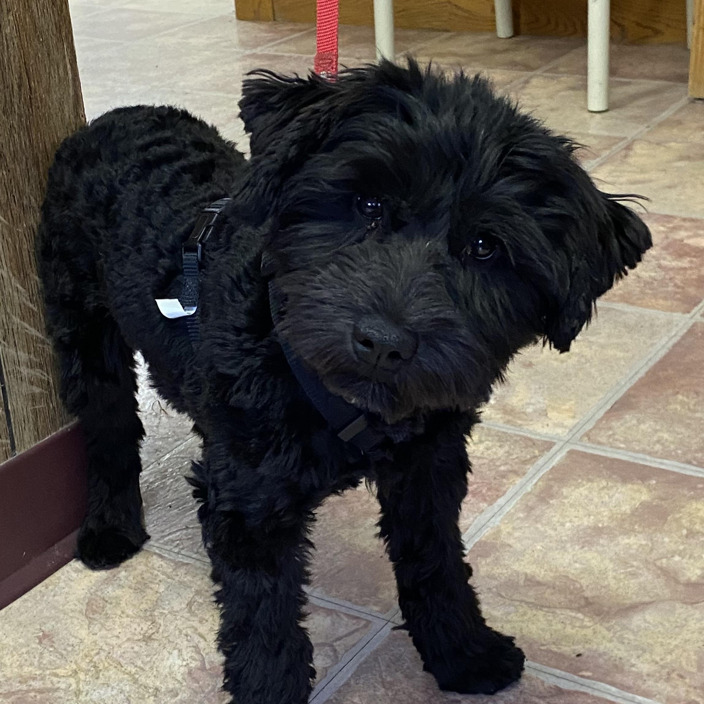 Wednesday, Adopted, Young Female Miniature Schnauzer.
