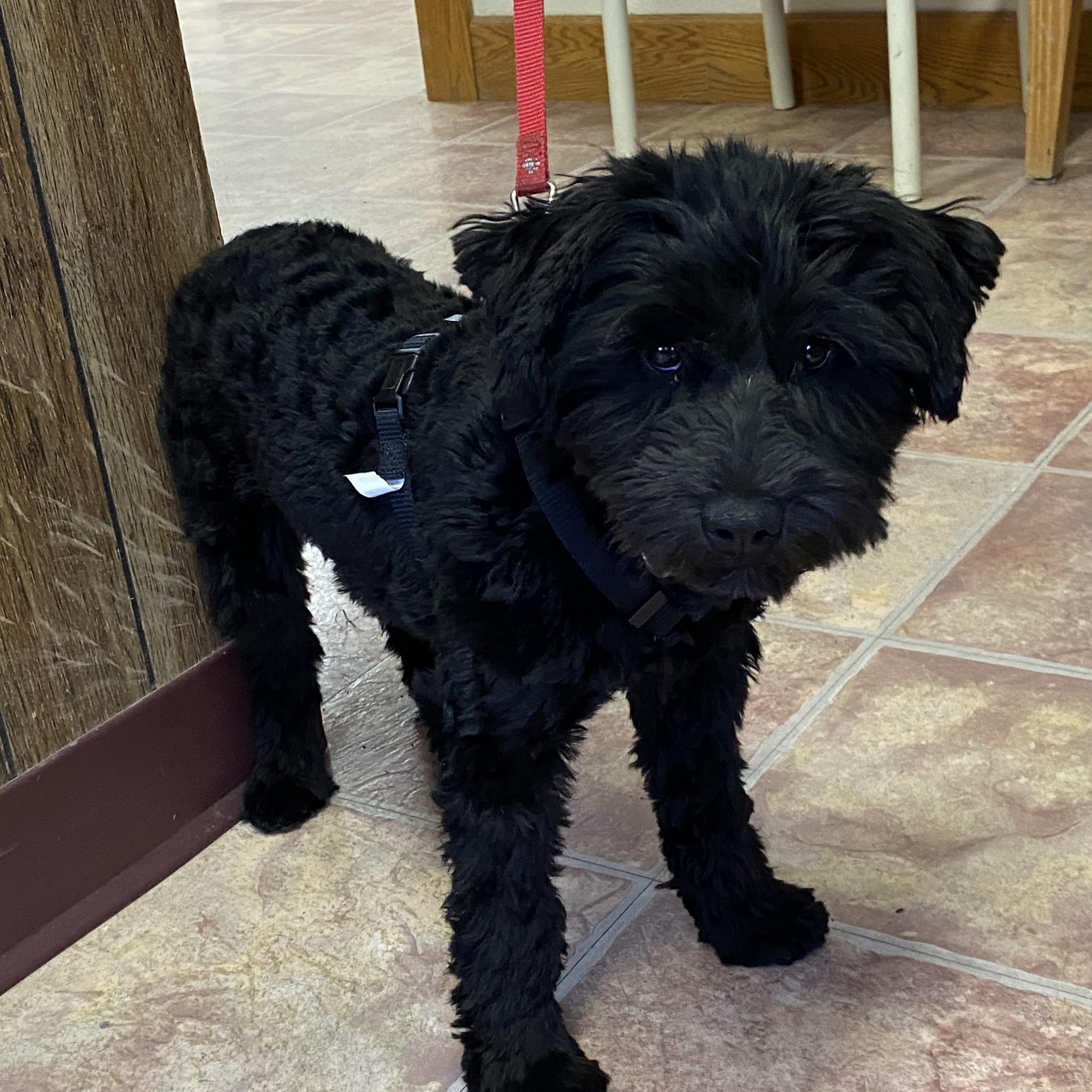Enlarge Wednesday, a Adopted Miniature Schnauzer in Choteau, MT image 2/3