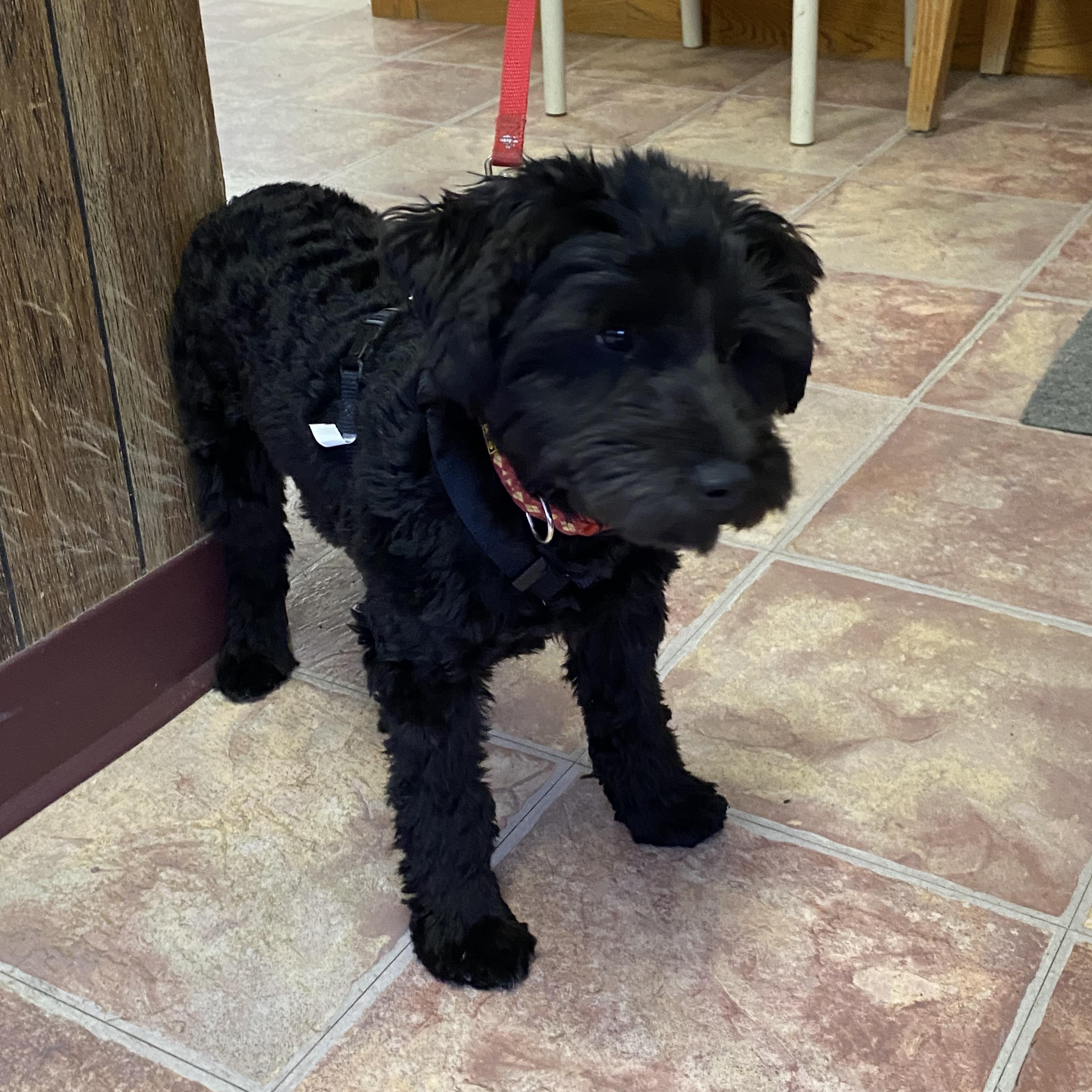 Enlarge Wednesday, a Adopted Miniature Schnauzer in Choteau, MT image 3/3