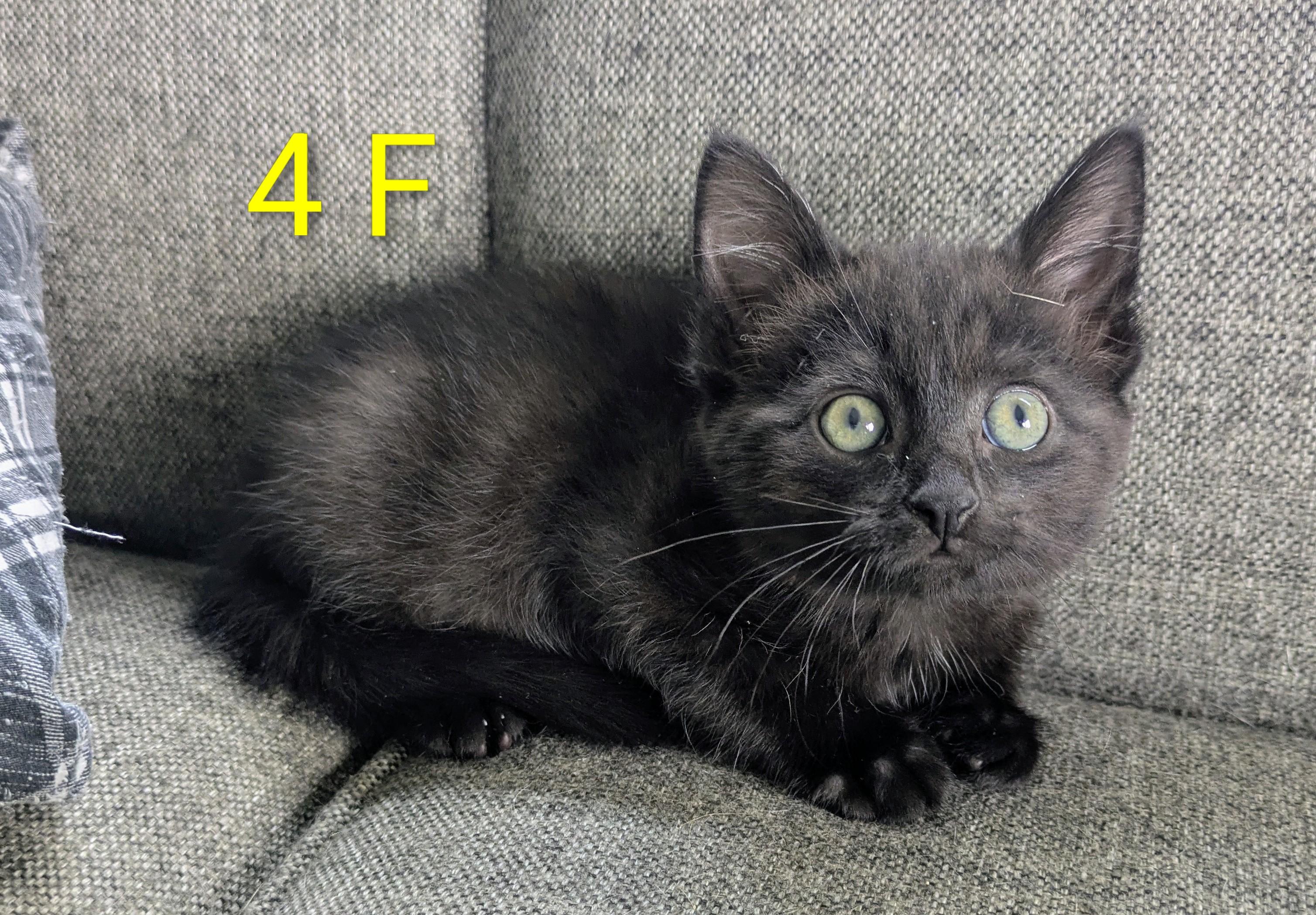 Enlarge SISSY'S KITTENS FEMALE, an adopted Domestic Short Hair in Lebanon, TN image 2/2