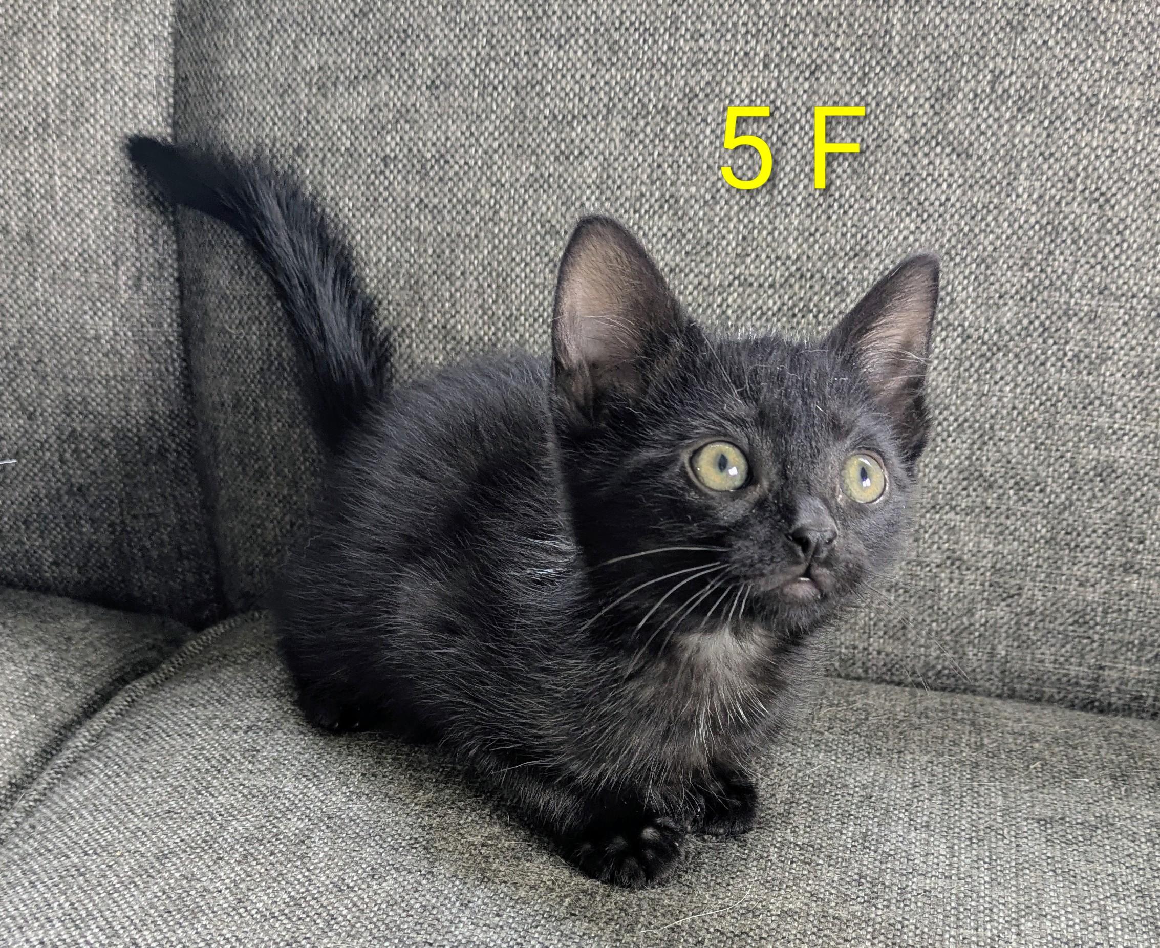 Enlarge SISSY'S KITTENS FEMALE, an adopted Domestic Short Hair in Lebanon, TN image 1/2