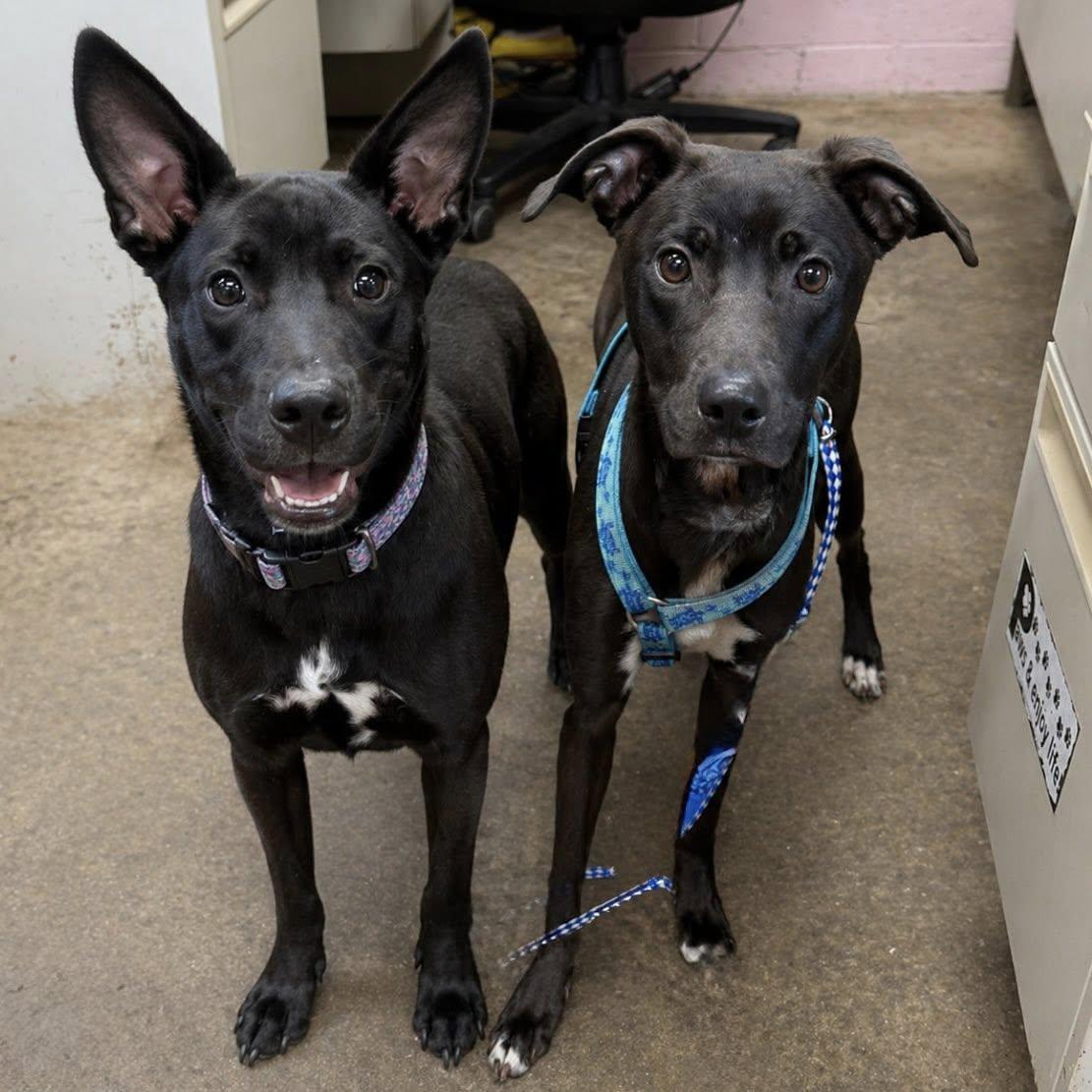 LILLY, a ADOPTABLE mixed breed in Cadiz, OH image 5/5