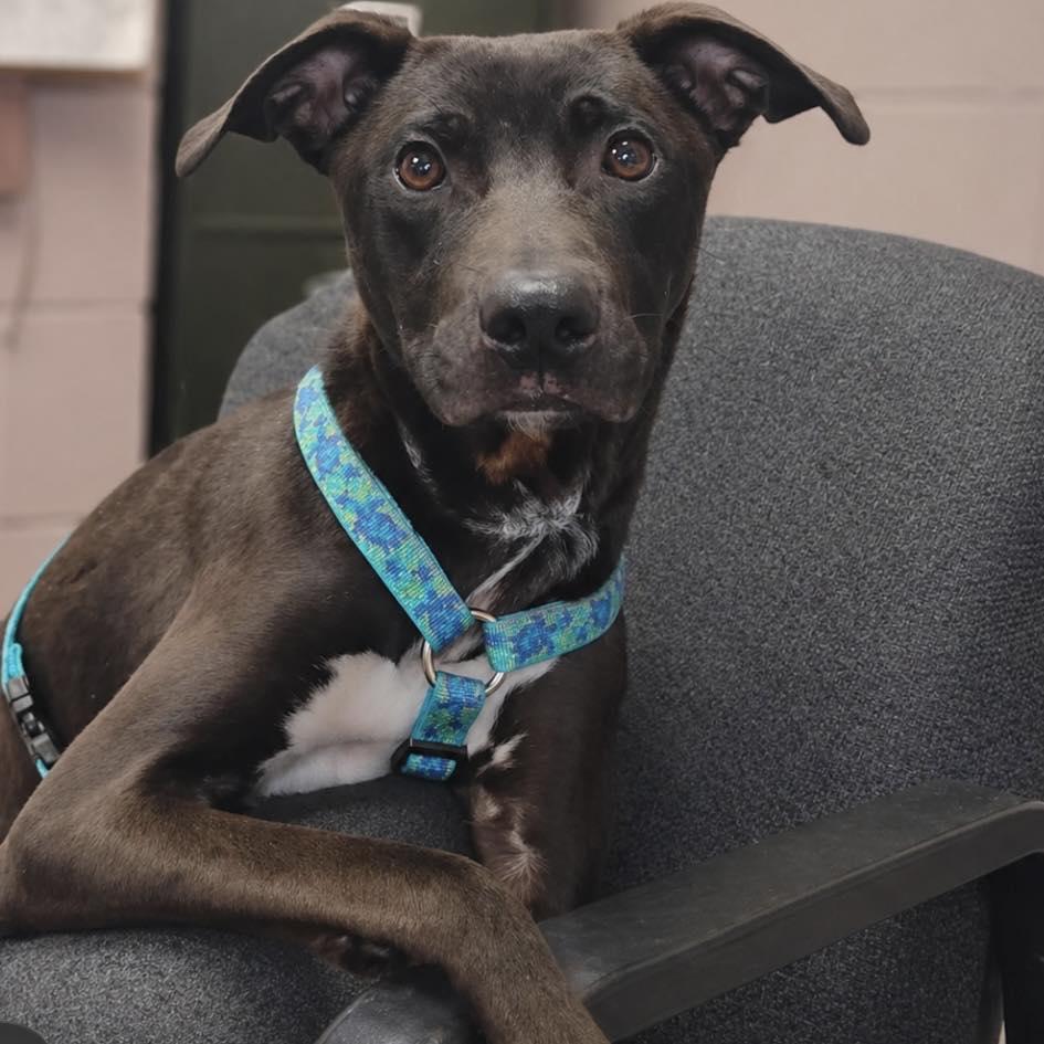 LILLY, a ADOPTABLE mixed breed in Cadiz, OH image 2/5