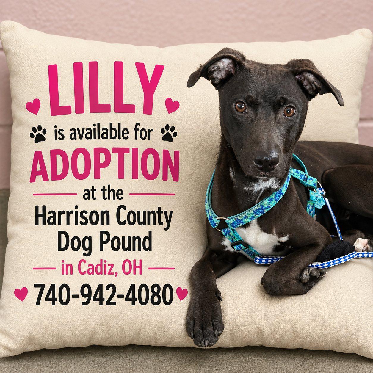 LILLY, ADOPTABLE, Adult Female Shepherd.
