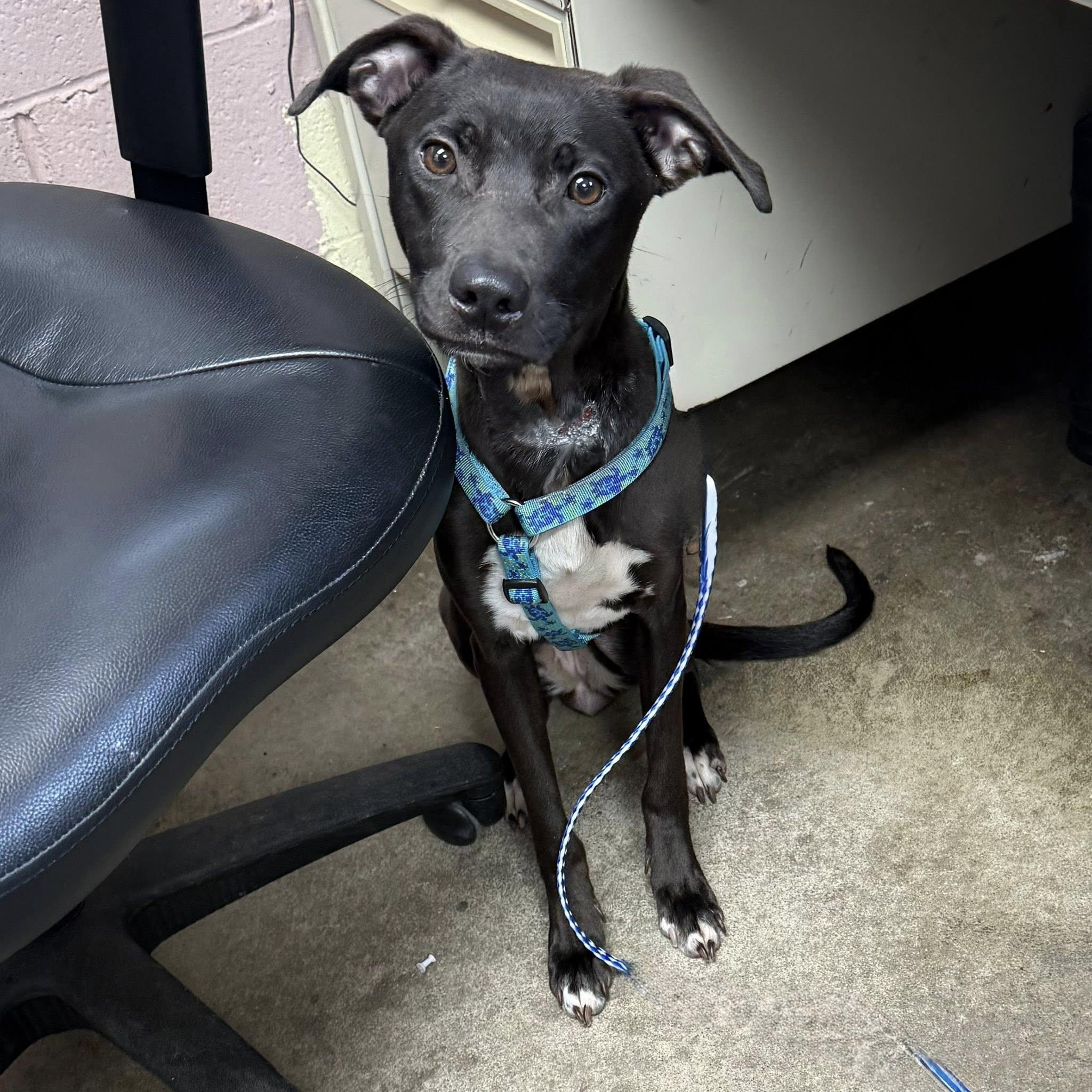 LILLY, a ADOPTABLE mixed breed in Cadiz, OH image 3/5