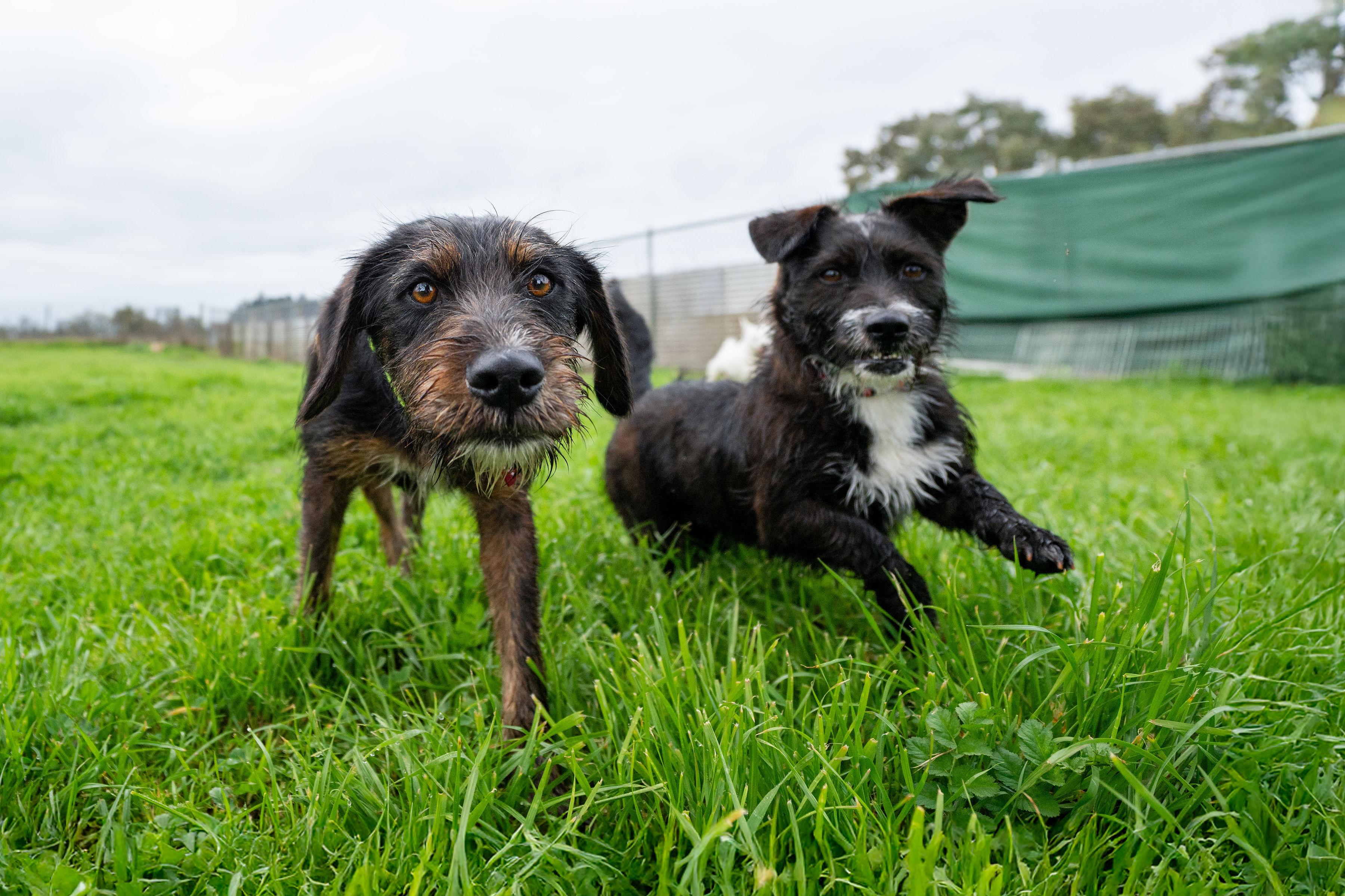 Enlarge Luna, a ADOPTABLE mixed breed in Santa Rosa, CA image 5/6