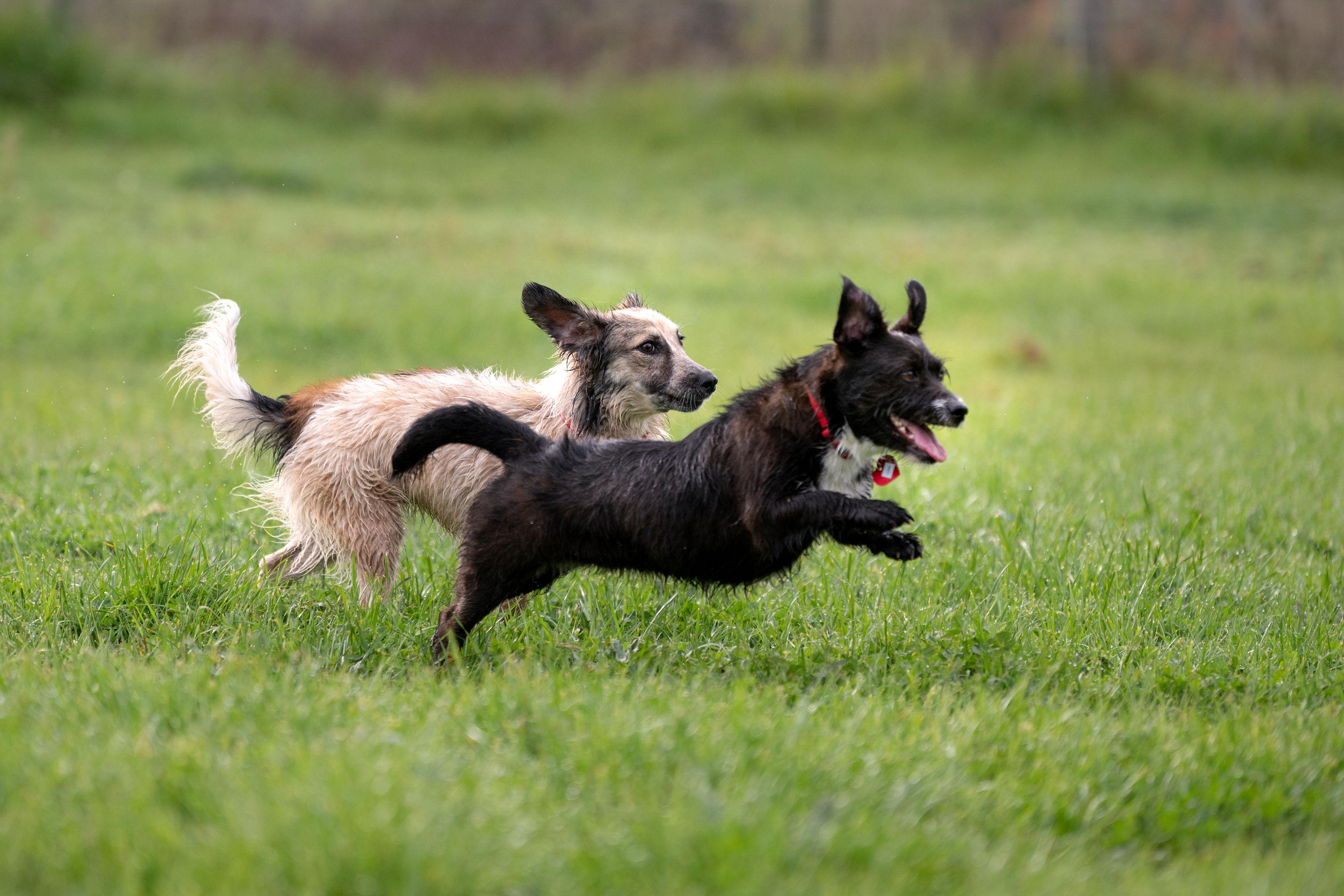 Enlarge Luna, a ADOPTABLE mixed breed in Santa Rosa, CA image 4/6