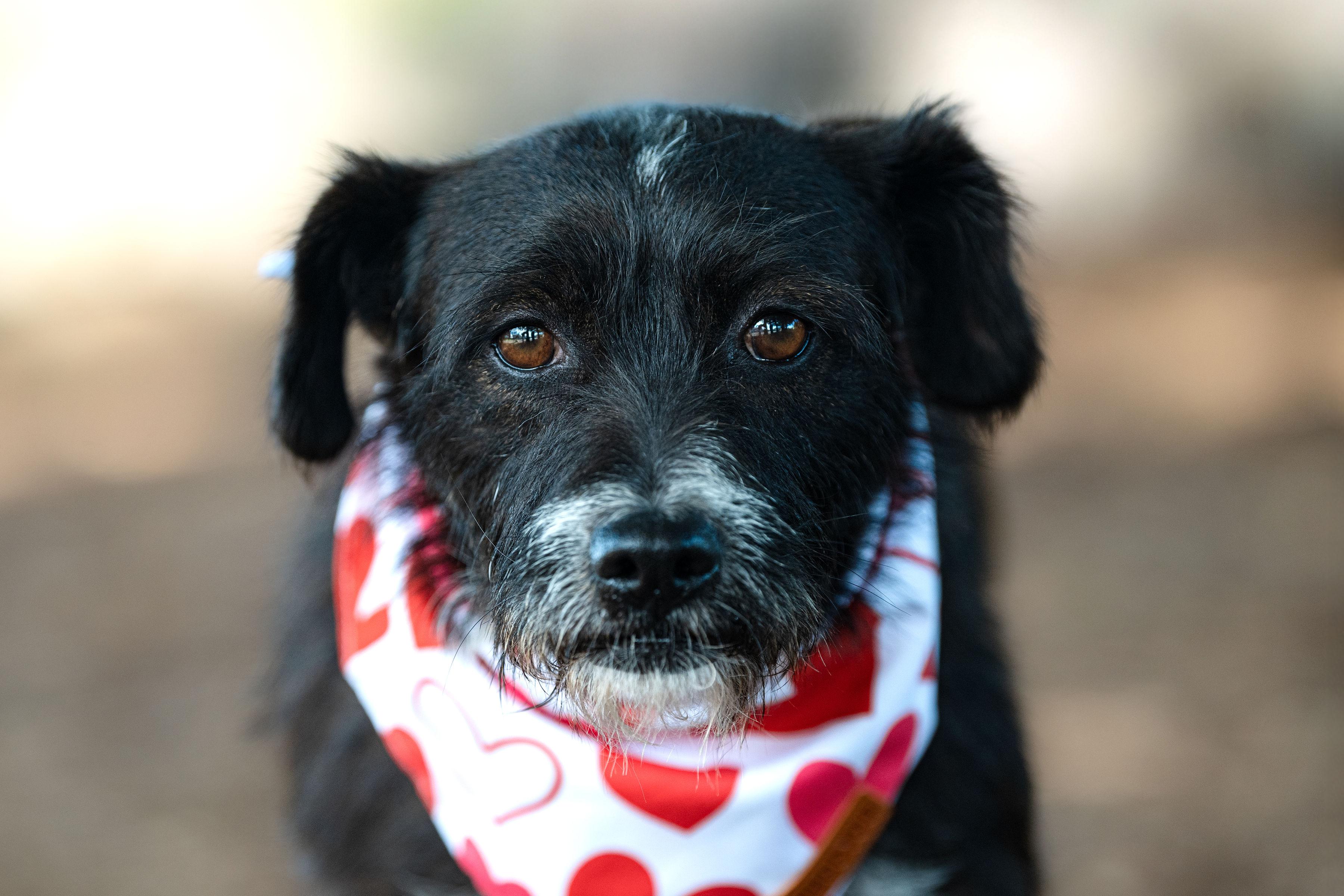 Enlarge Luna, a ADOPTABLE mixed breed in Santa Rosa, CA image 3/6