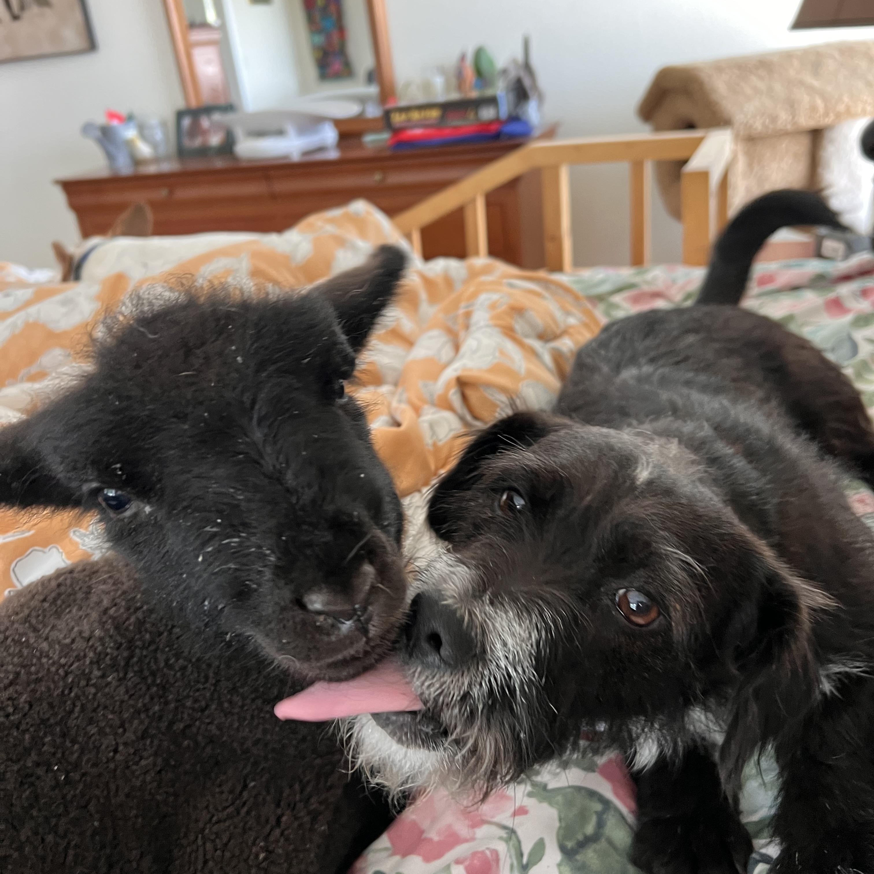 Enlarge Luna, a ADOPTABLE mixed breed in Santa Rosa, CA image 1/6