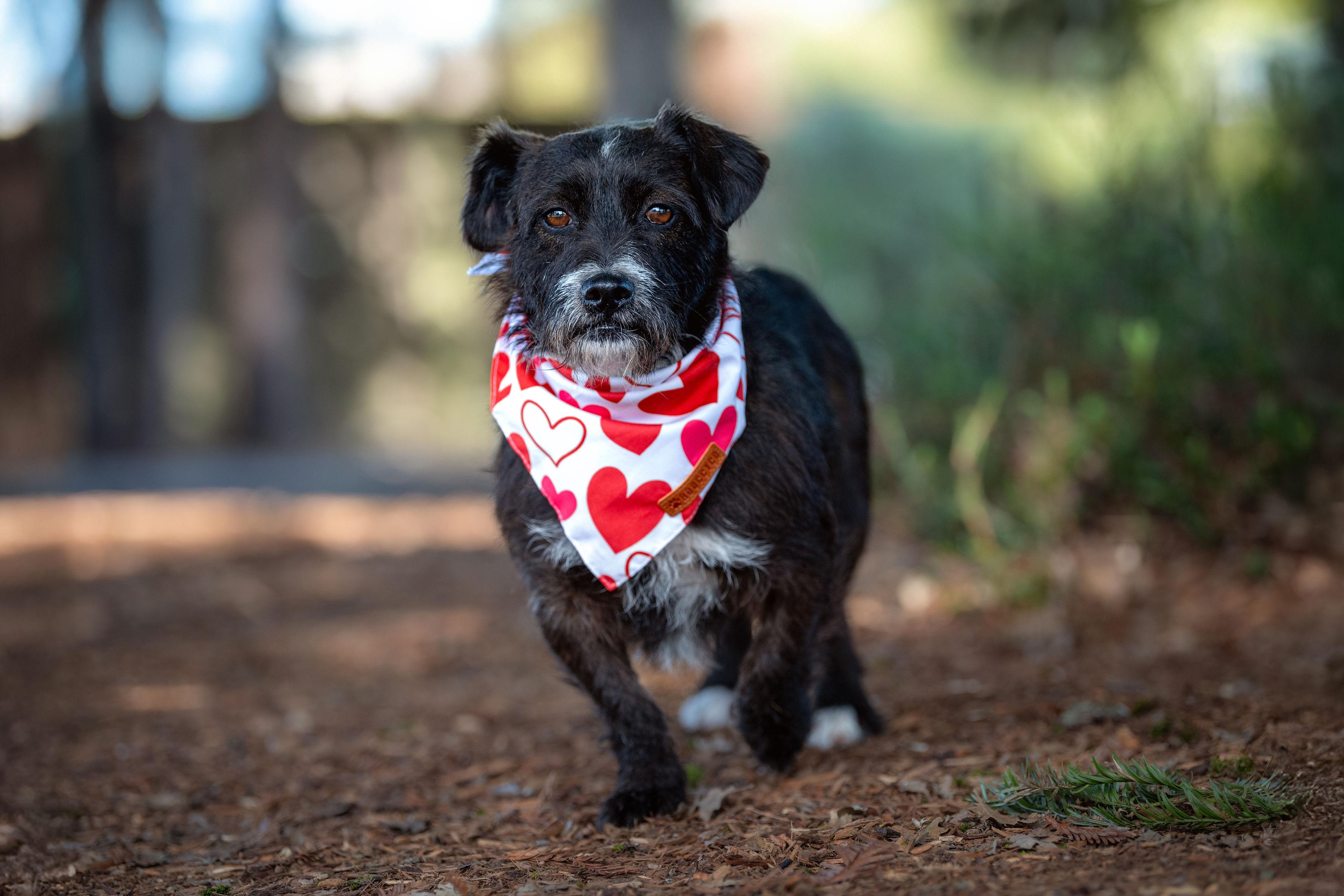 Enlarge Luna, a ADOPTABLE mixed breed in Santa Rosa, CA image 2/6