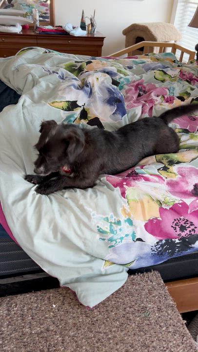 Enlarge Luna, a ADOPTABLE mixed breed in Santa Rosa, CA video 6/6