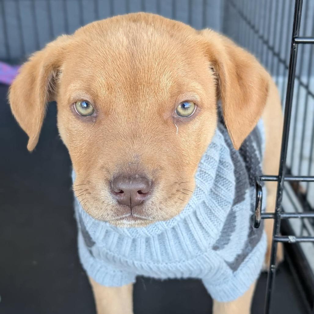 Zephyr — thumbnail 2