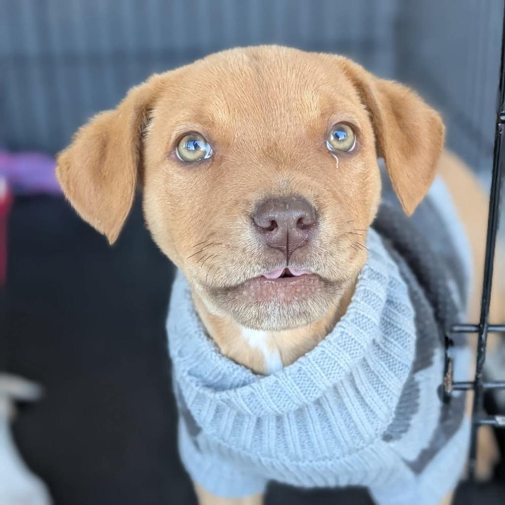 Zephyr — thumbnail 4