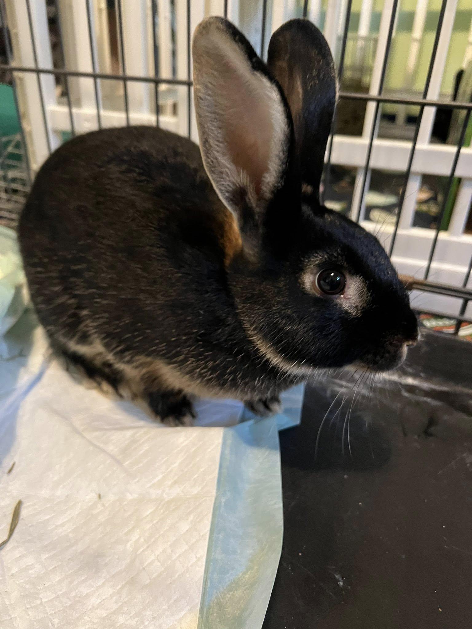 Enlarge Truffles, a Adoptable mixed breed in Paradis, LA image 1/2