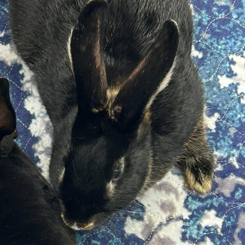 Enlarge Truffles, a Adoptable mixed breed in Paradis, LA image 2/2