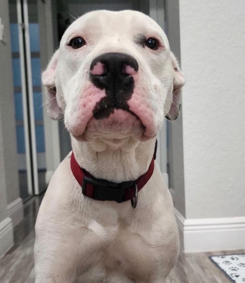 Enlarge Frost, a ADOPTABLE mixed breed in Jupiter, FL image 5/5