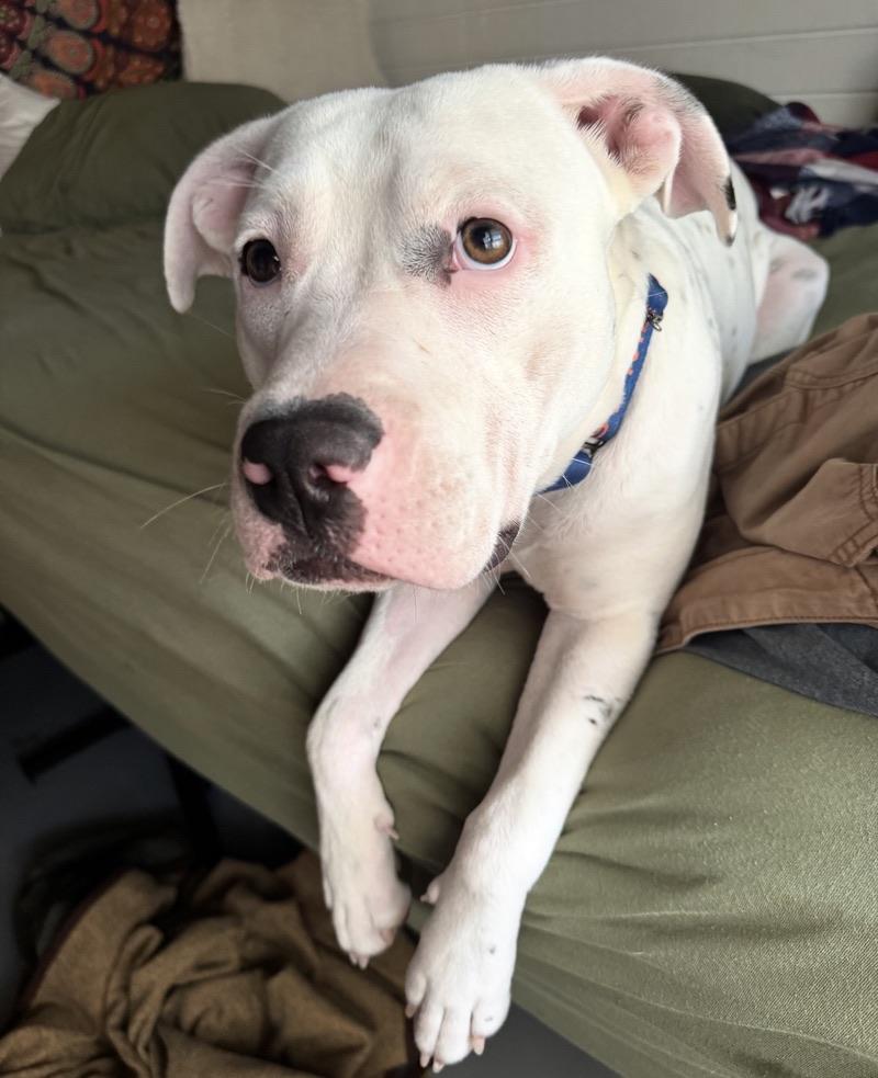 Enlarge Frost, a ADOPTABLE mixed breed in Jupiter, FL image 4/5