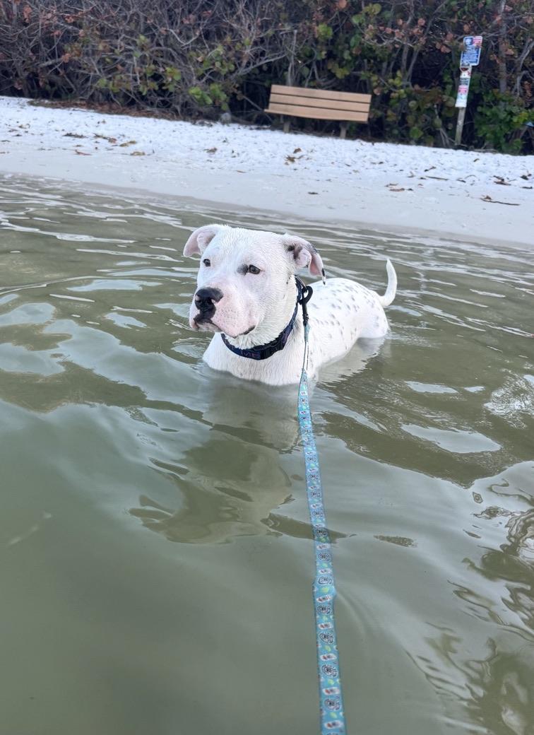 Enlarge Frost, a ADOPTABLE mixed breed in Jupiter, FL image 1/5