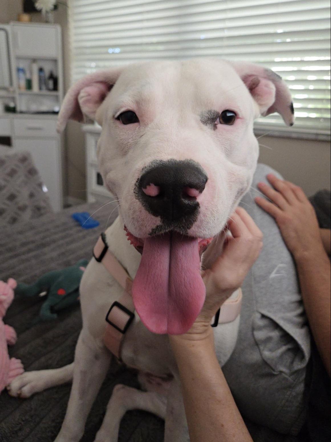 Frost, ADOPTABLE, Adult Female Dogo Argentino & American Bully.