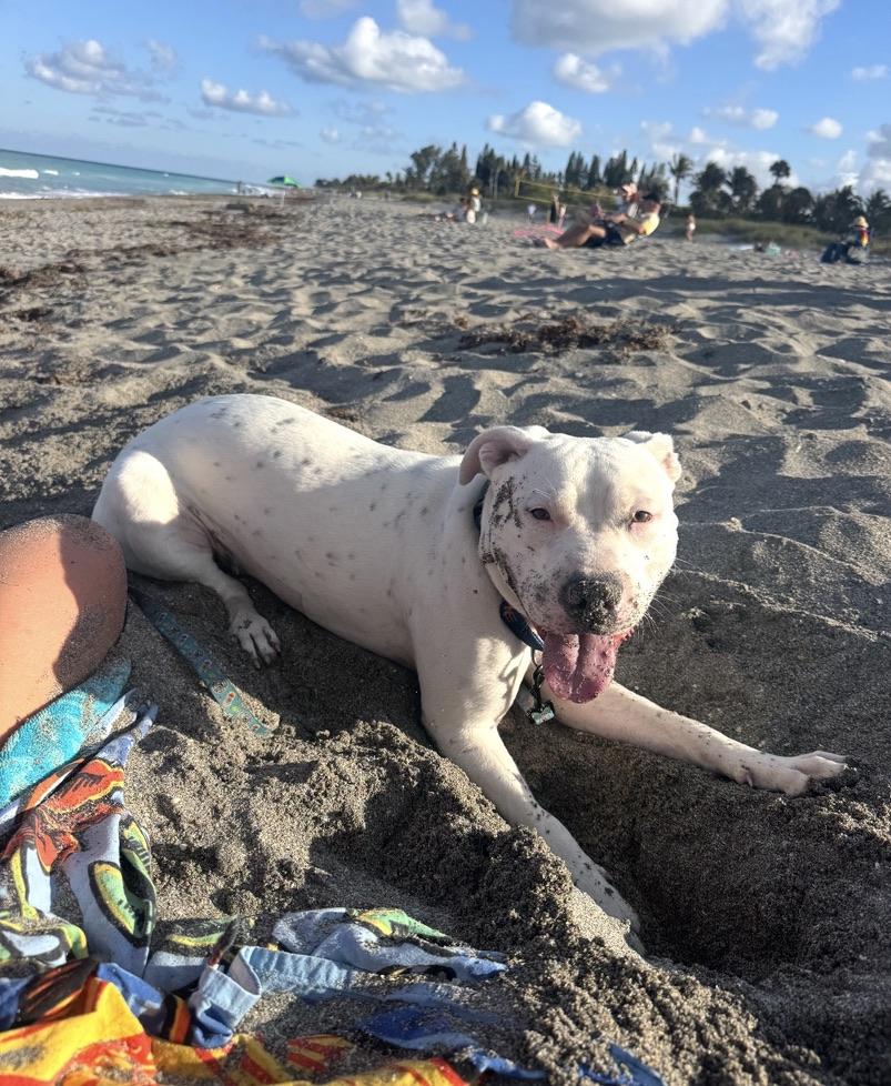 Enlarge Frost, a ADOPTABLE mixed breed in Jupiter, FL image 3/5