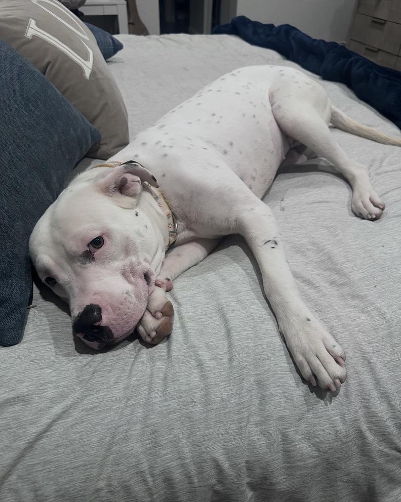 Frost — thumbnail 2