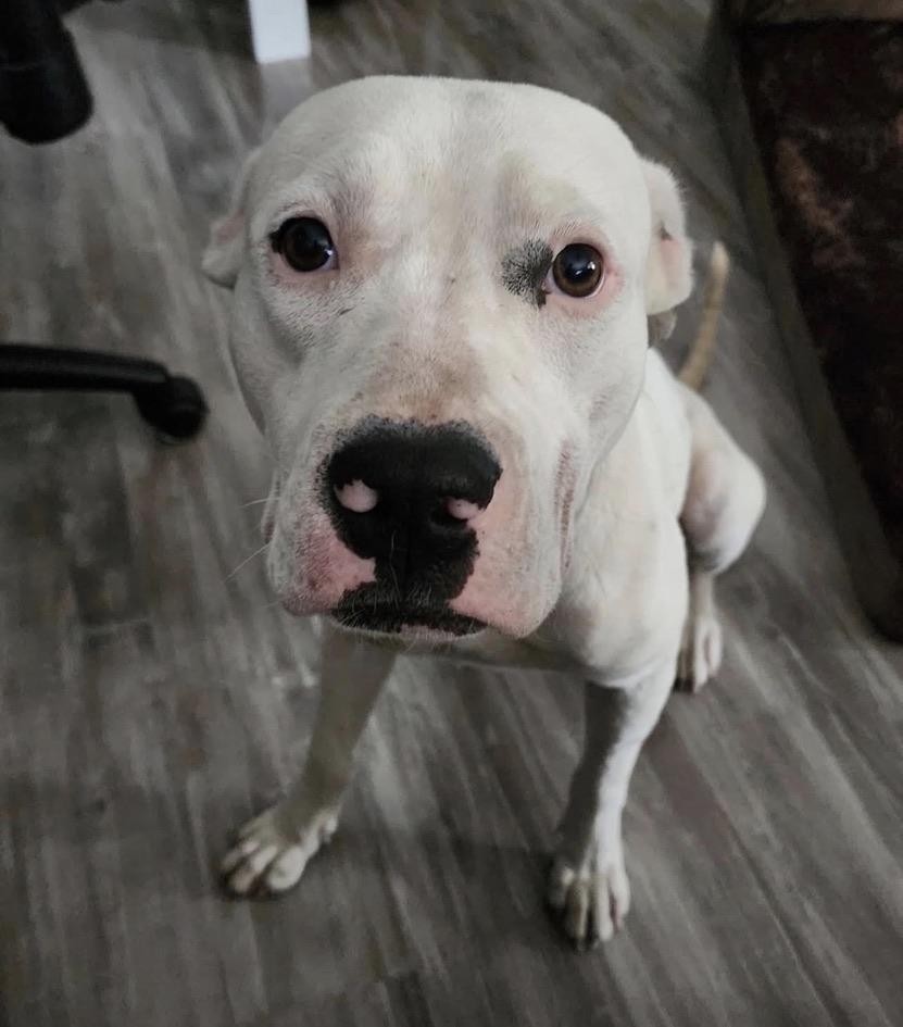 Frost — thumbnail 3