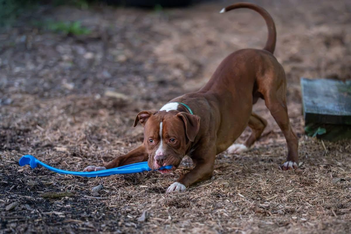 Enlarge Chief, a Adoptable mixed breed in Dillsburg, PA image 1/5