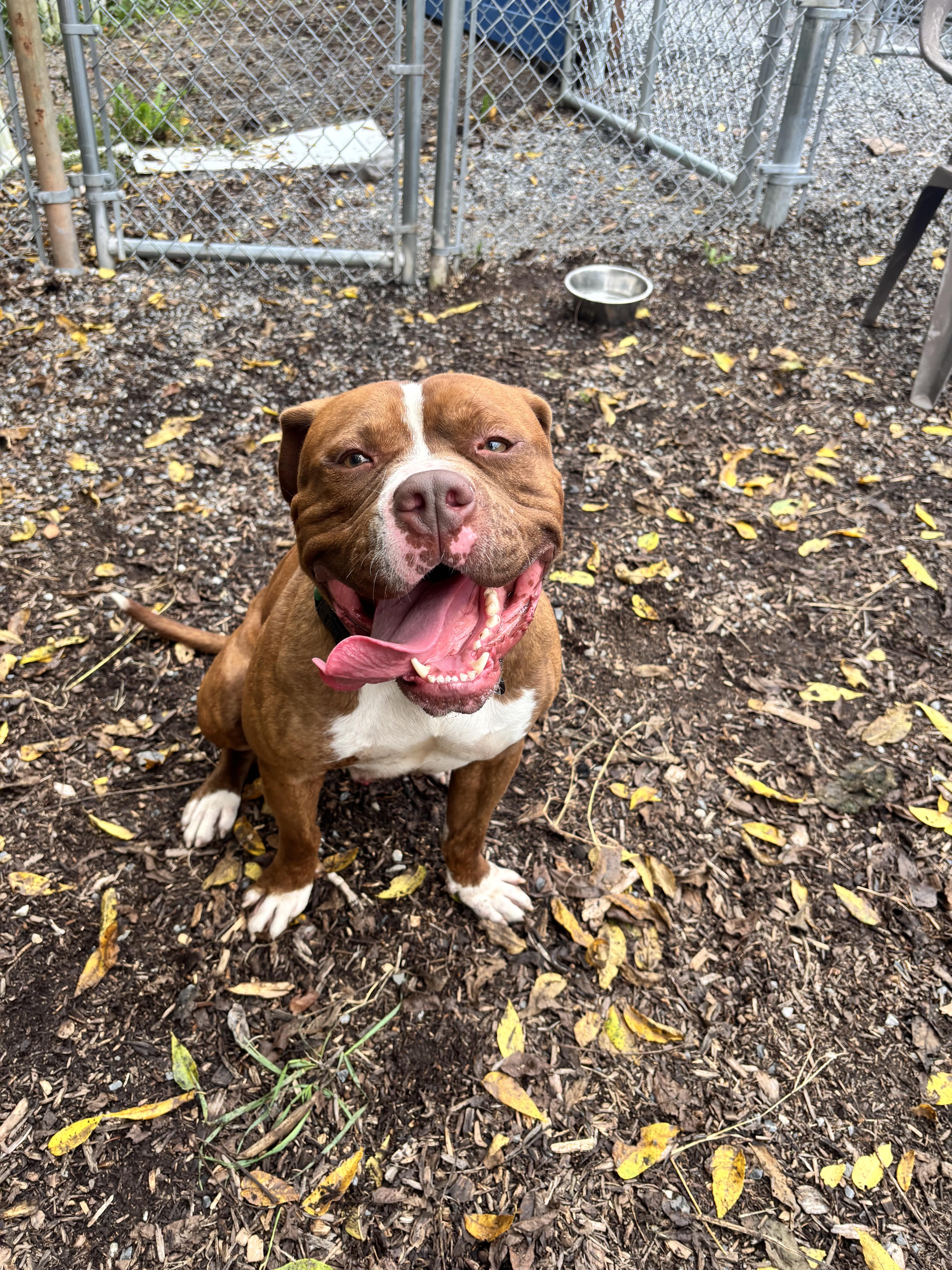 Enlarge Chief, a Adoptable mixed breed in Dillsburg, PA image 2/5