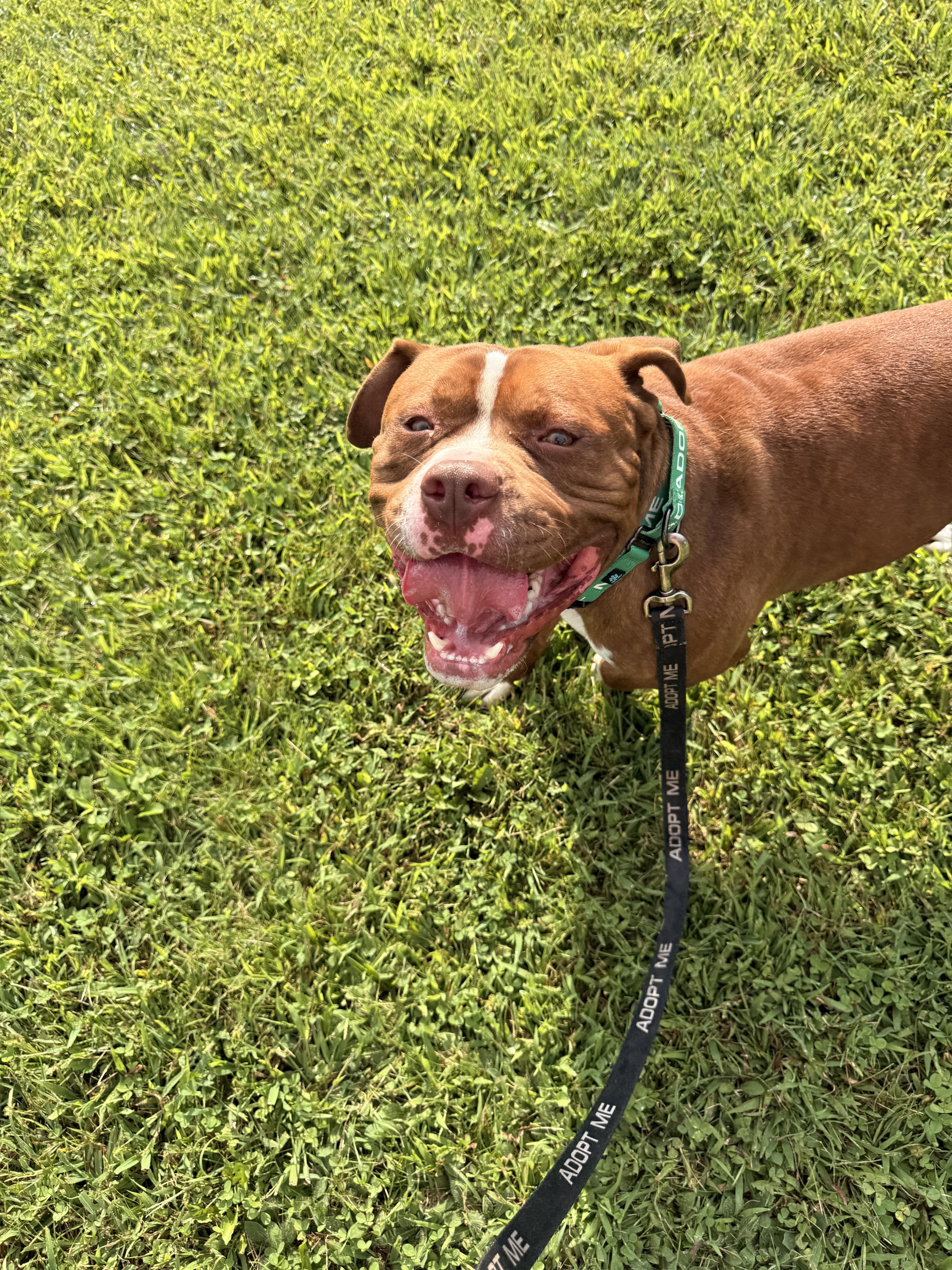 Enlarge Chief, a Adoptable mixed breed in Dillsburg, PA image 3/5