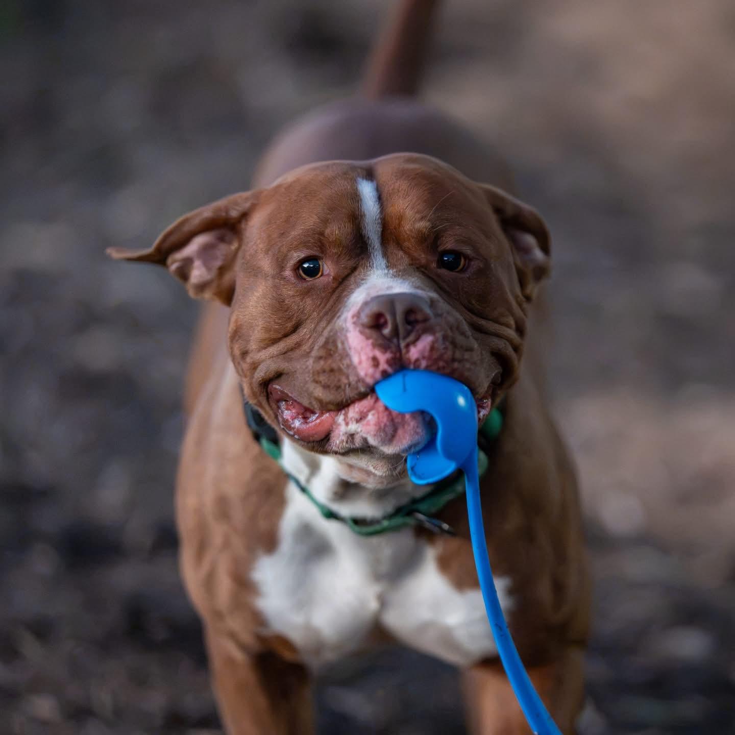 Enlarge Chief, a Adoptable mixed breed in Dillsburg, PA image 4/5