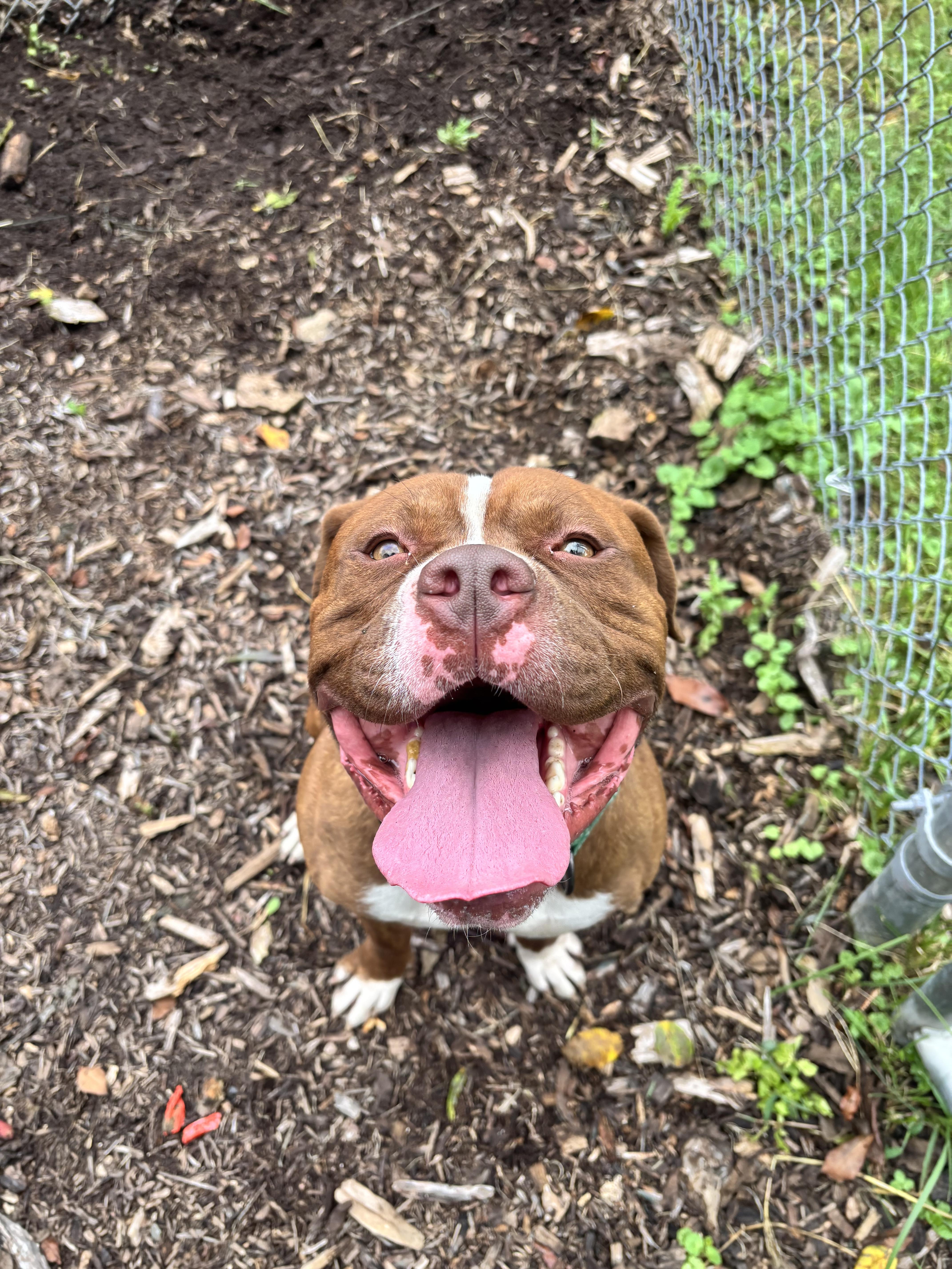 Enlarge Chief, a Adoptable mixed breed in Dillsburg, PA image 5/5