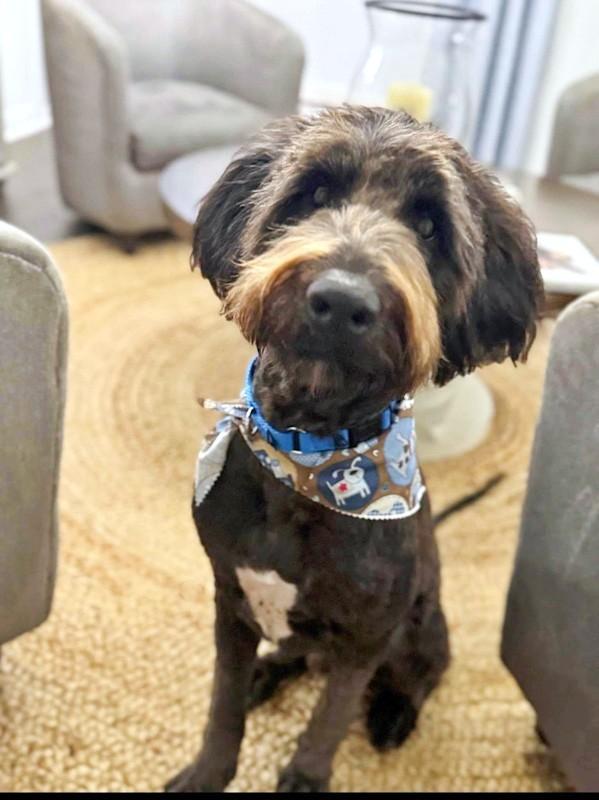 Oliver, ADOPTABLE, Young Male Labradoodle.