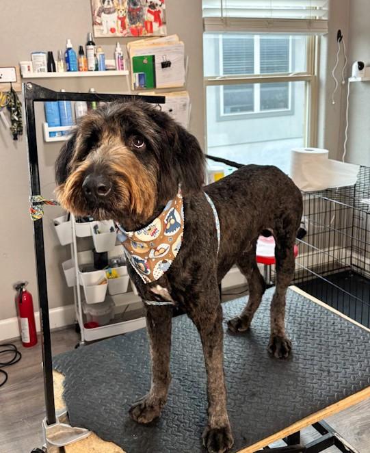 Enlarge Oliver, a ADOPTABLE Labradoodle in Southport, CT image 6/6