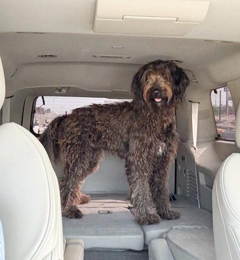 Enlarge Oliver, a ADOPTABLE Labradoodle in Southport, CT image 4/6