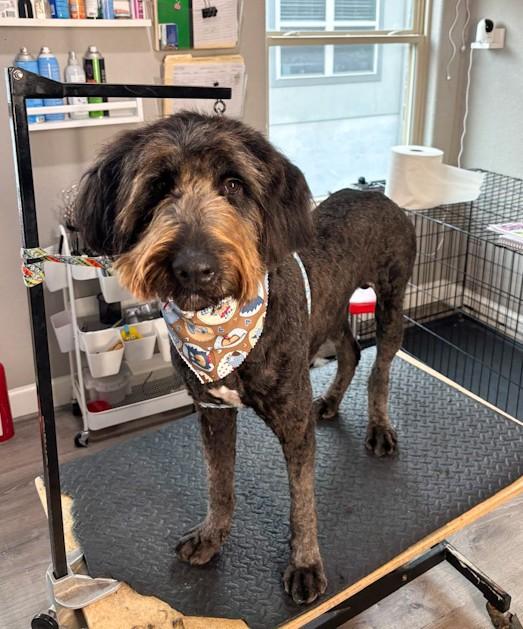 Enlarge Oliver, a ADOPTABLE Labradoodle in Southport, CT image 5/6