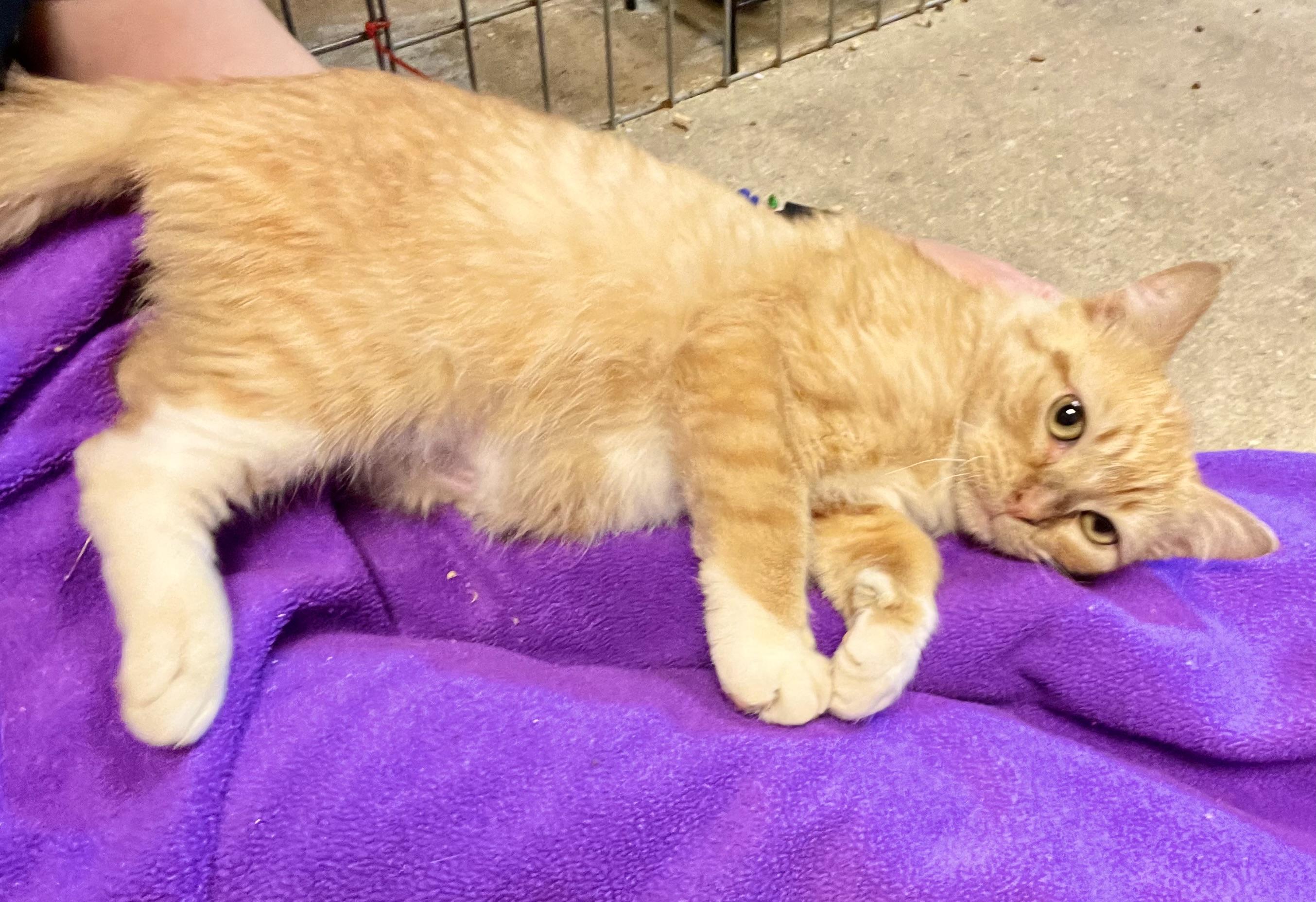 Munchie, an adoptable Tabby, Munchkin in Stanwood, WA, 98292 | Photo Image 4