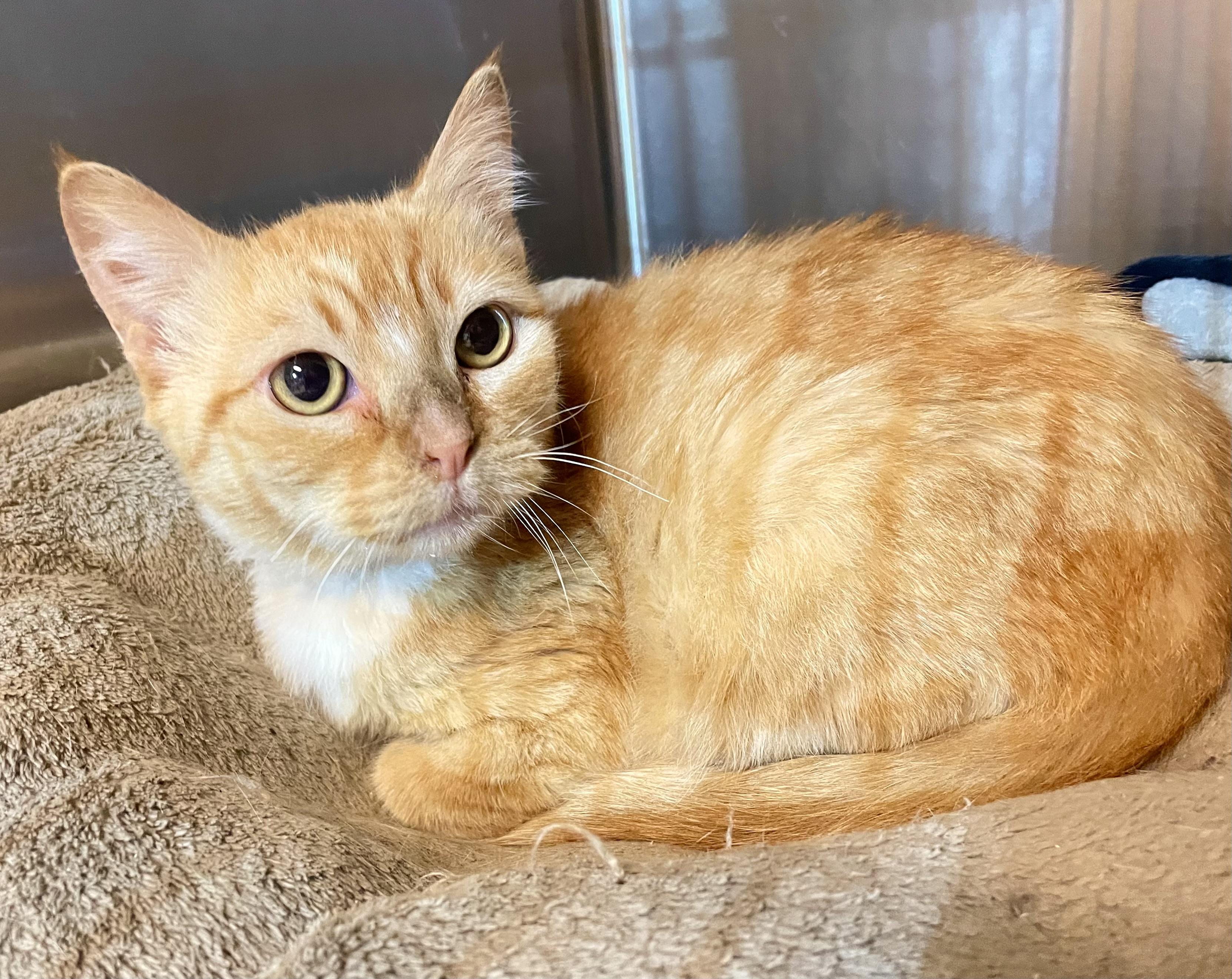 Munchie, an adoptable Tabby, Munchkin in Stanwood, WA, 98292 | Photo Image 5
