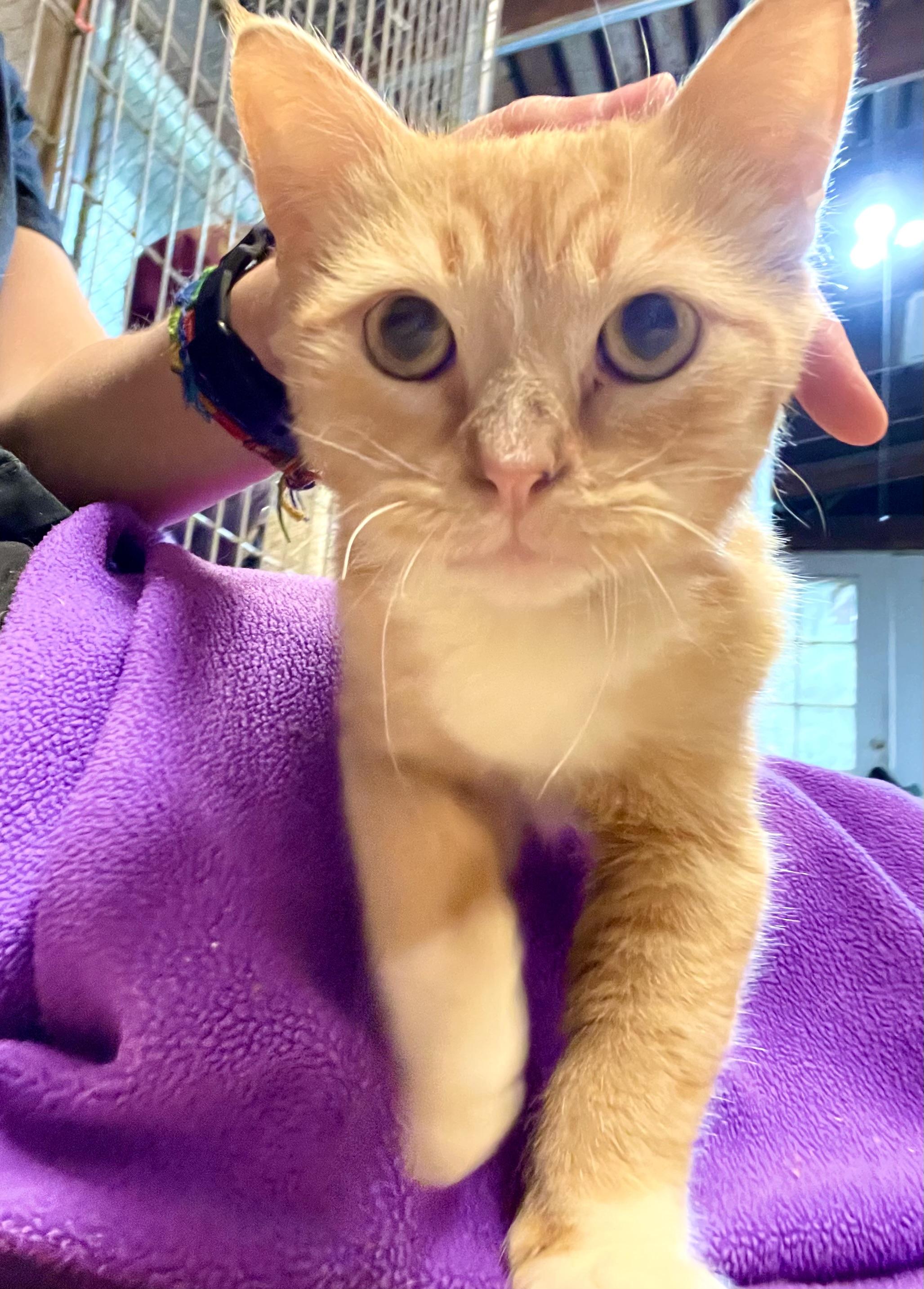Munchie, an adoptable Tabby, Munchkin in Stanwood, WA, 98292 | Photo Image 2