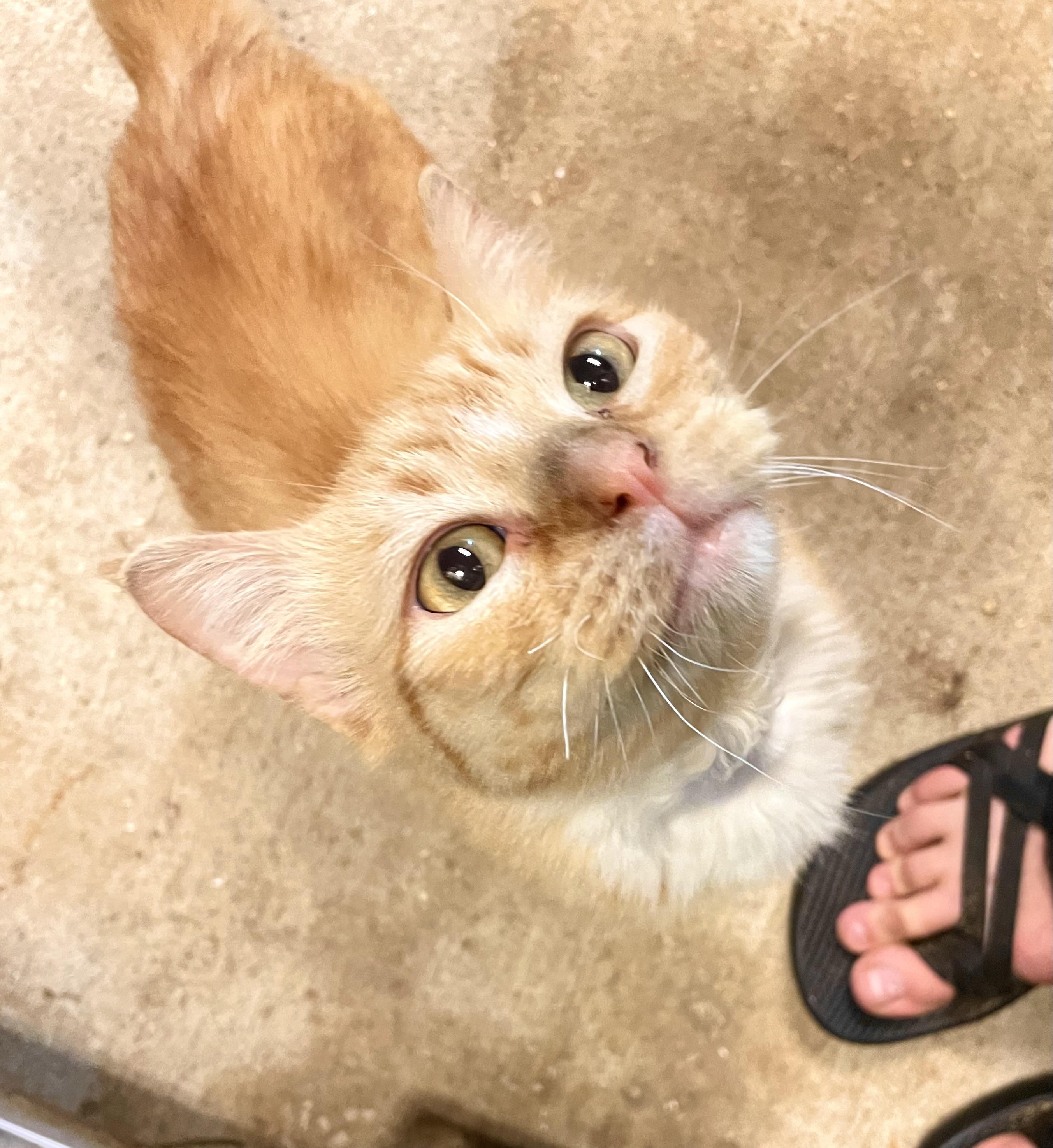 Munchie, an adoptable Tabby, Munchkin in Stanwood, WA, 98292 | Photo Image 1