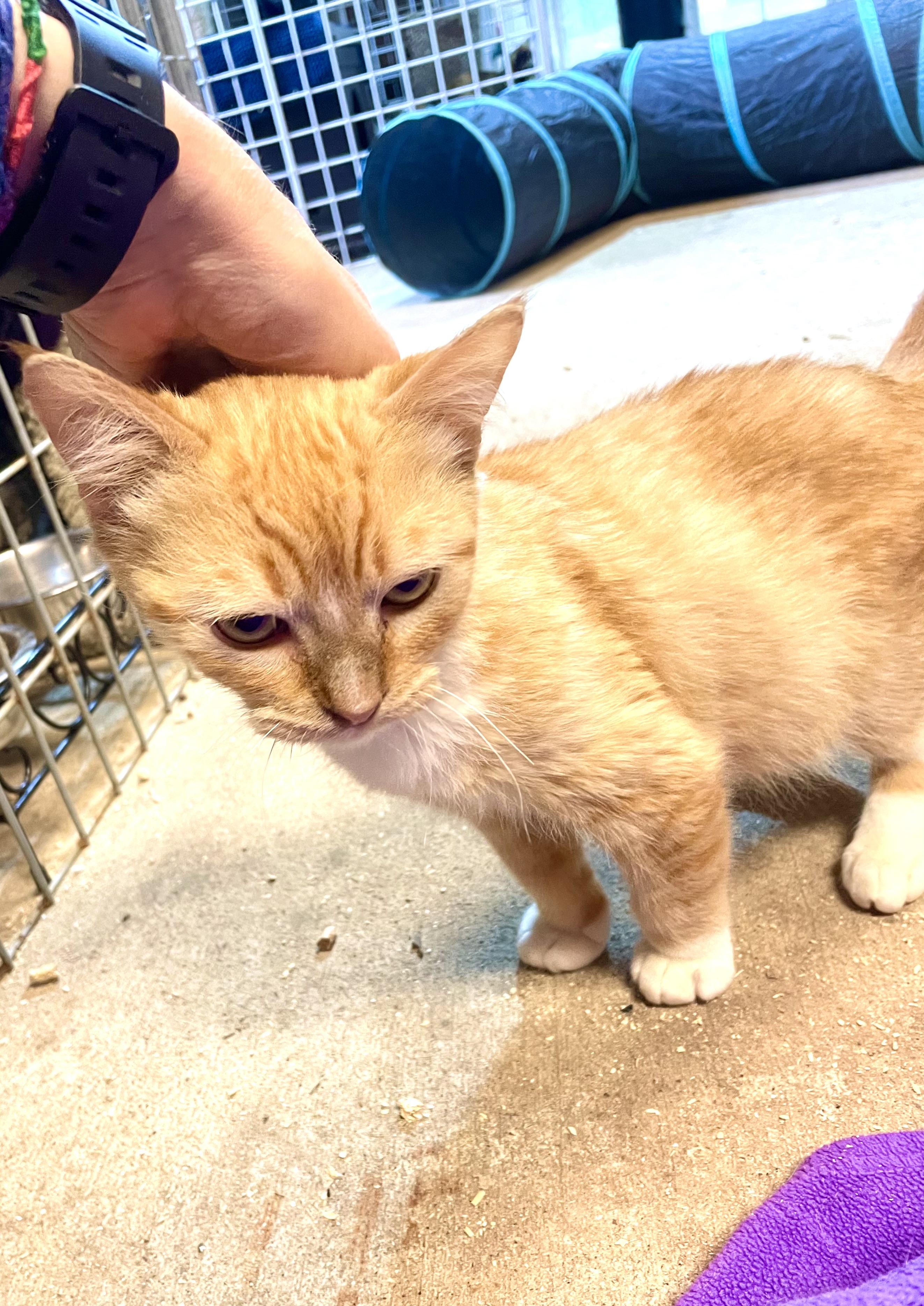 Munchie, an adoptable Tabby, Munchkin in Stanwood, WA, 98292 | Photo Image 3