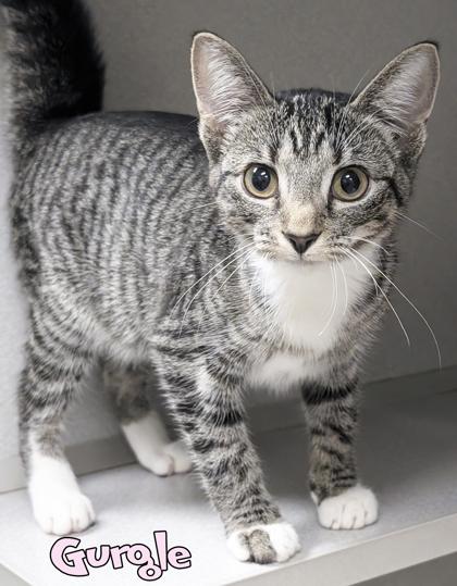 Enlarge Gurgle, a Adoptable mixed breed in Mason, MI image 1/1