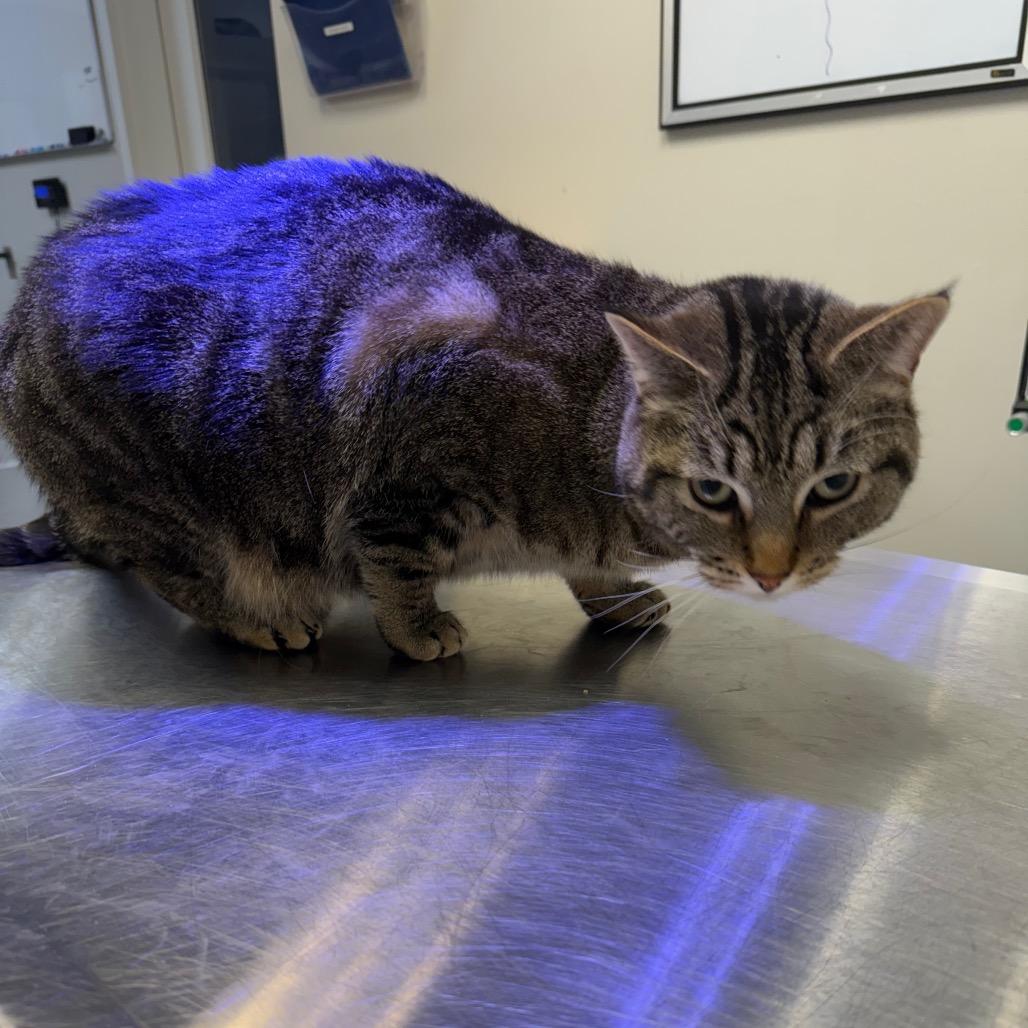 Enlarge Mabel, a Adoptable Domestic Short Hair in Great Falls, MT image 1/3