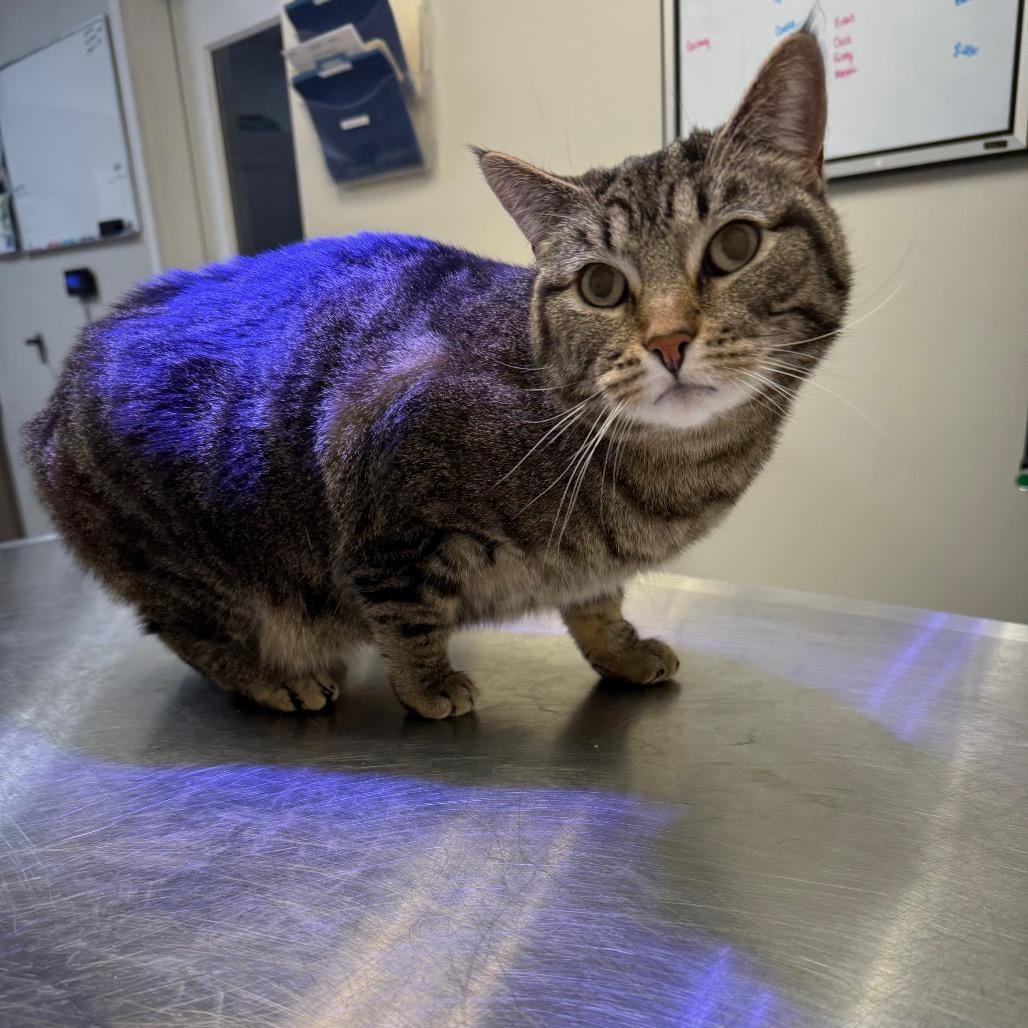 Enlarge Mabel, a Adoptable Domestic Short Hair in Great Falls, MT image 2/3